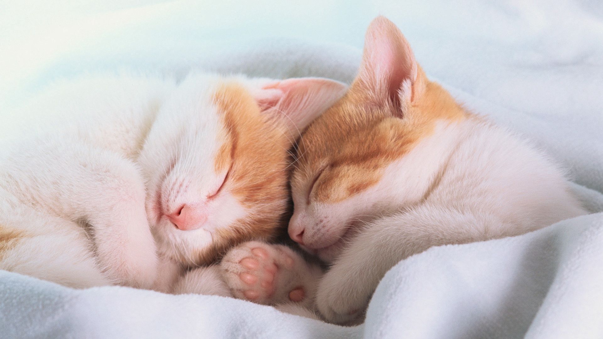116605 скачать картинку котята, животные, уши, сон, лапы, одеяло, спят - обои и заставки бесплатно