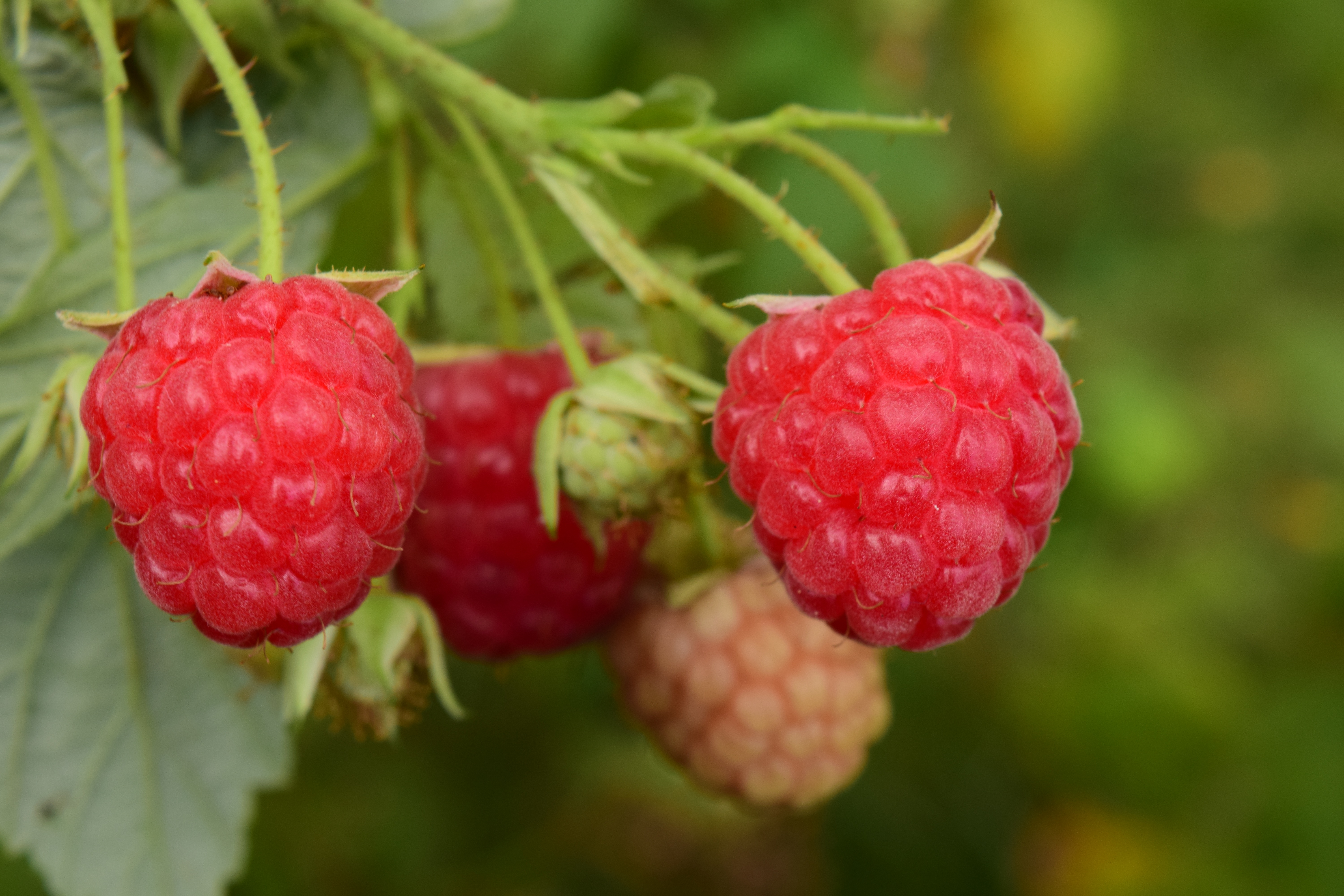 Free download wallpaper Raspberry, Berries, Ripe, Food, Branch on your PC desktop