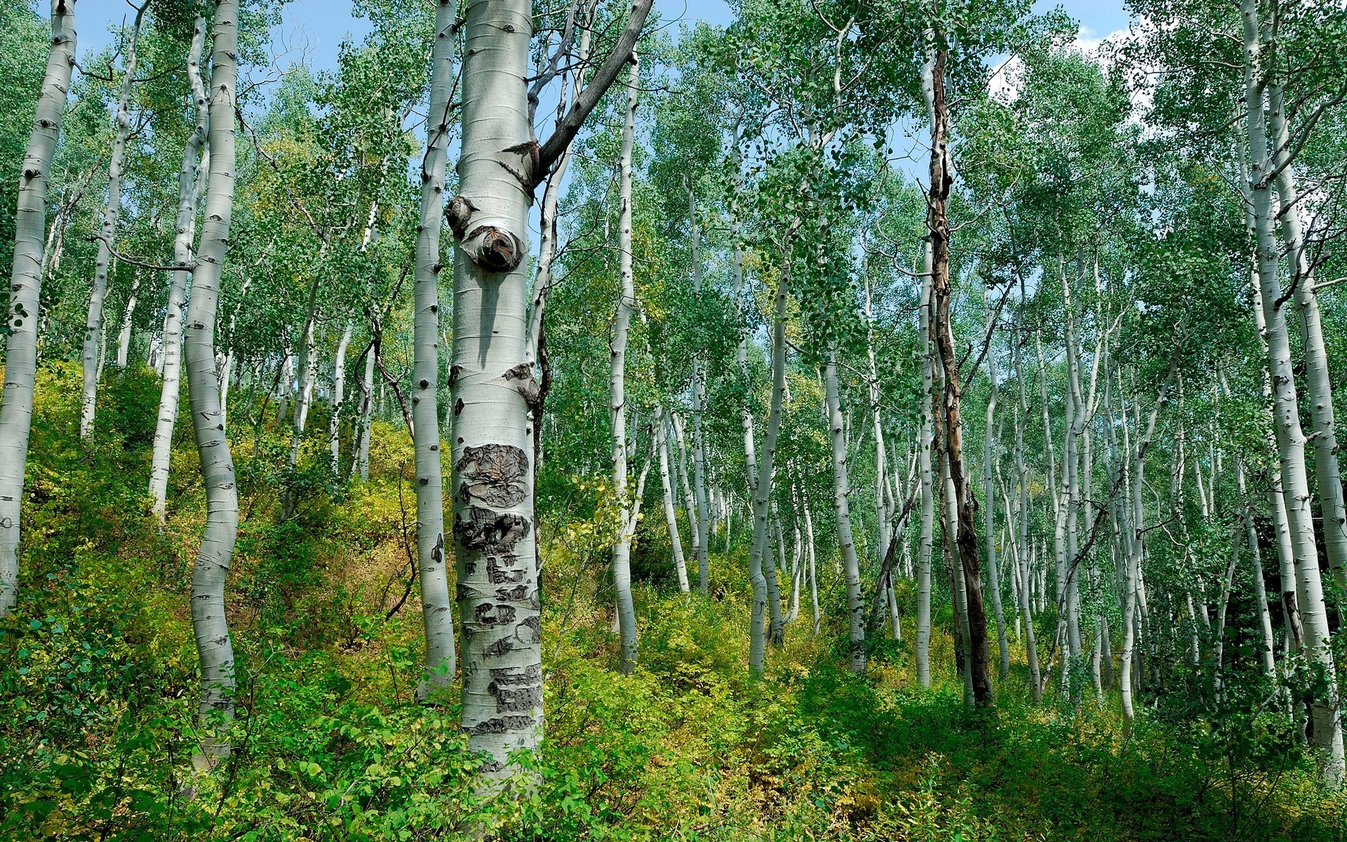 Descarga gratuita de fondo de pantalla para móvil de Bosque, Tierra/naturaleza.