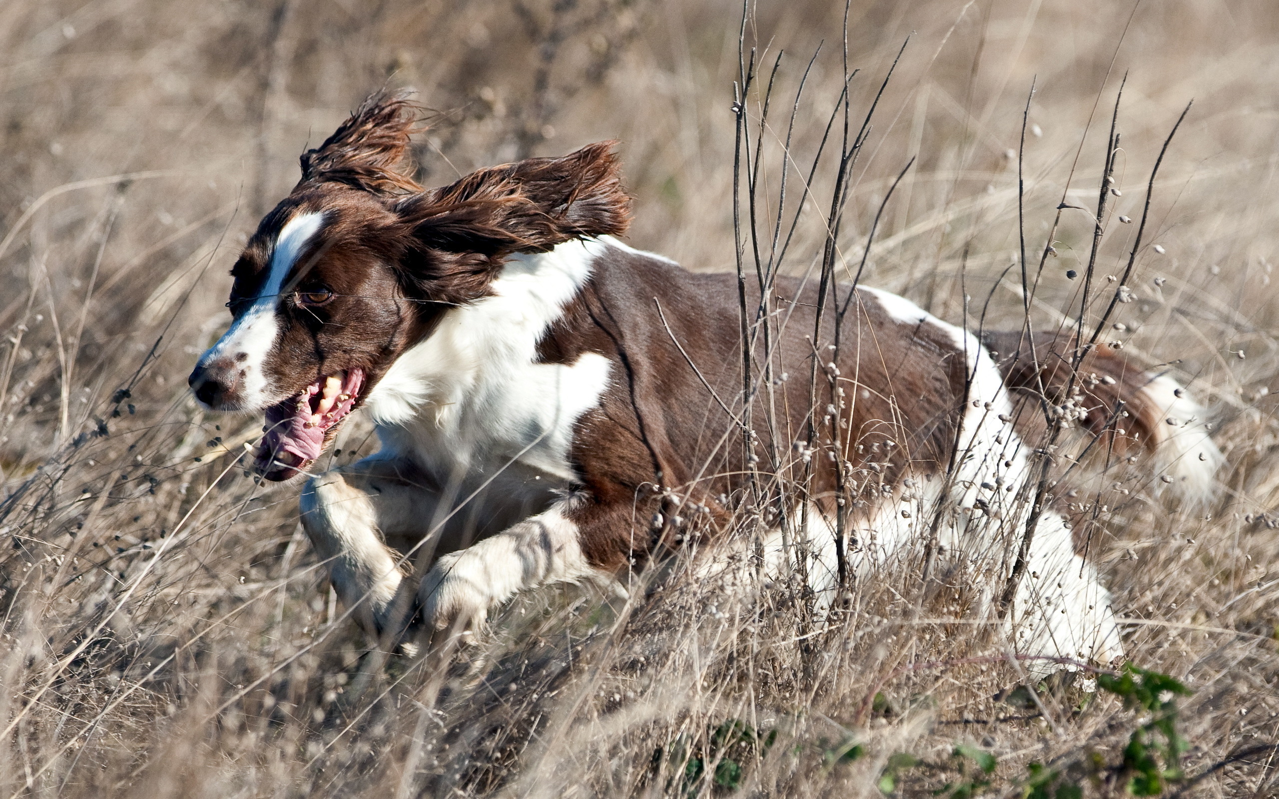 Laden Sie das Hunde, Hund, Tiere-Bild kostenlos auf Ihren PC-Desktop herunter