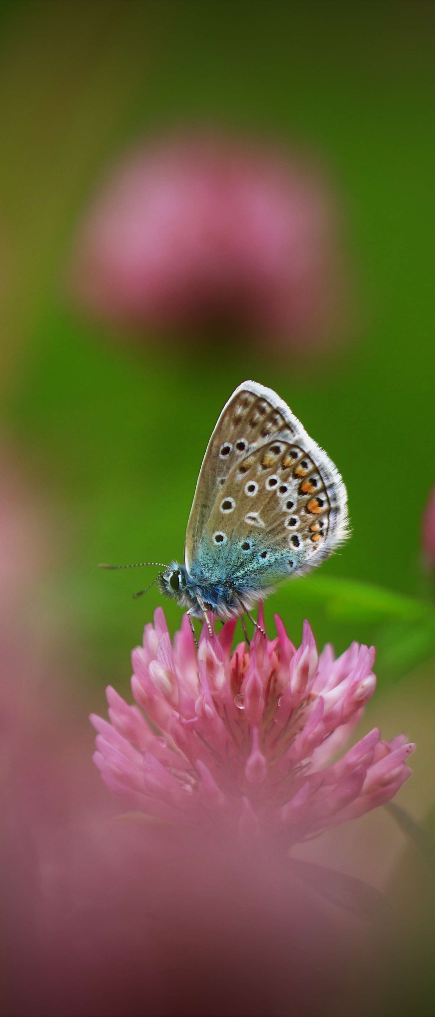 Download mobile wallpaper Flower, Macro, Insect, Butterfly, Animal for free.