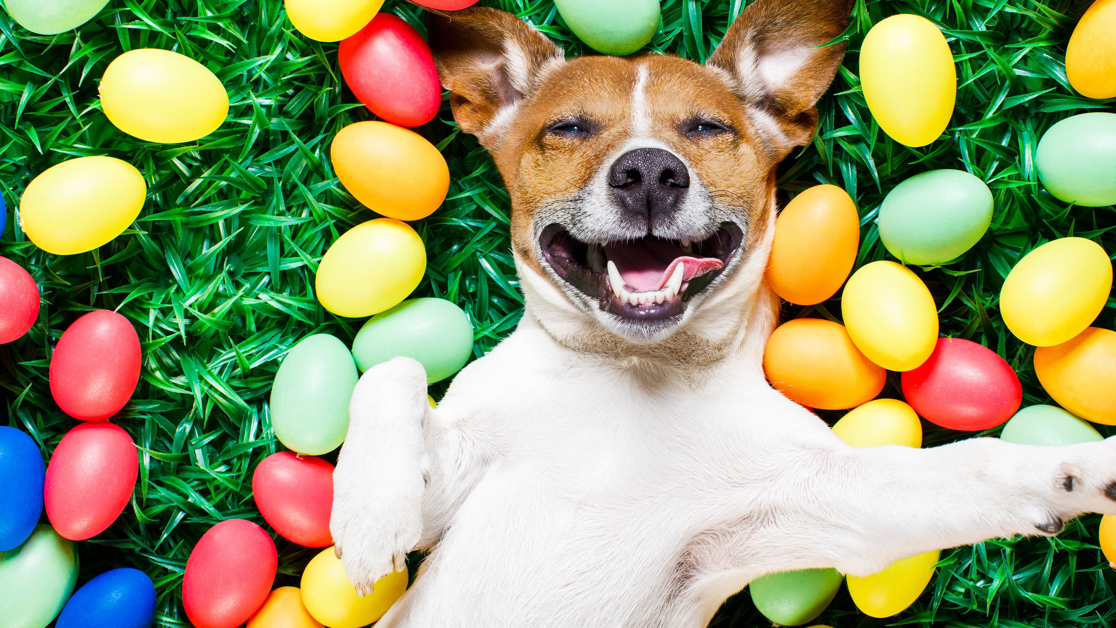 Handy-Wallpaper Feiertage, Ostern, Hund, Farben, Gras, Osterei kostenlos herunterladen.