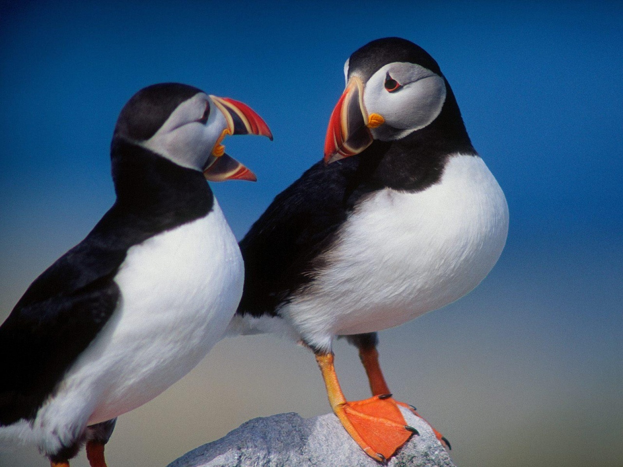 Download mobile wallpaper Bird, Animal, Puffin for free.