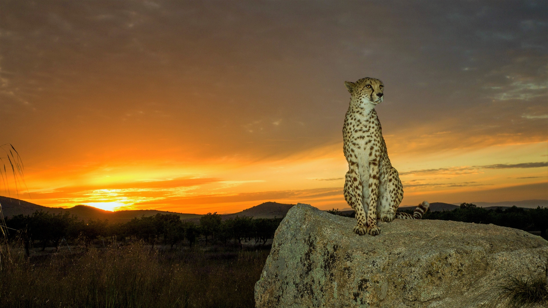 Téléchargez gratuitement l'image Animaux, Chats, Guépard sur le bureau de votre PC