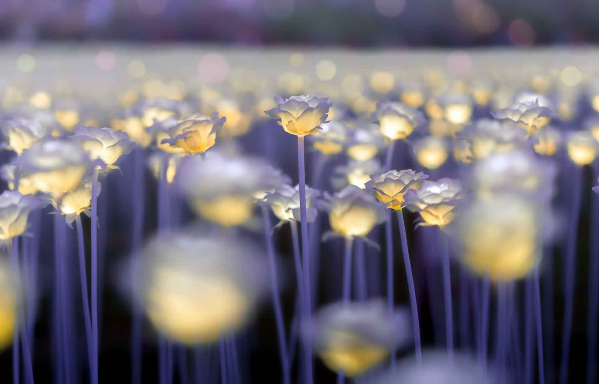 Descarga gratis la imagen Naturaleza, Flores, Flor, Luz, Flor Blanca, Tierra/naturaleza, Macrofotografía en el escritorio de tu PC