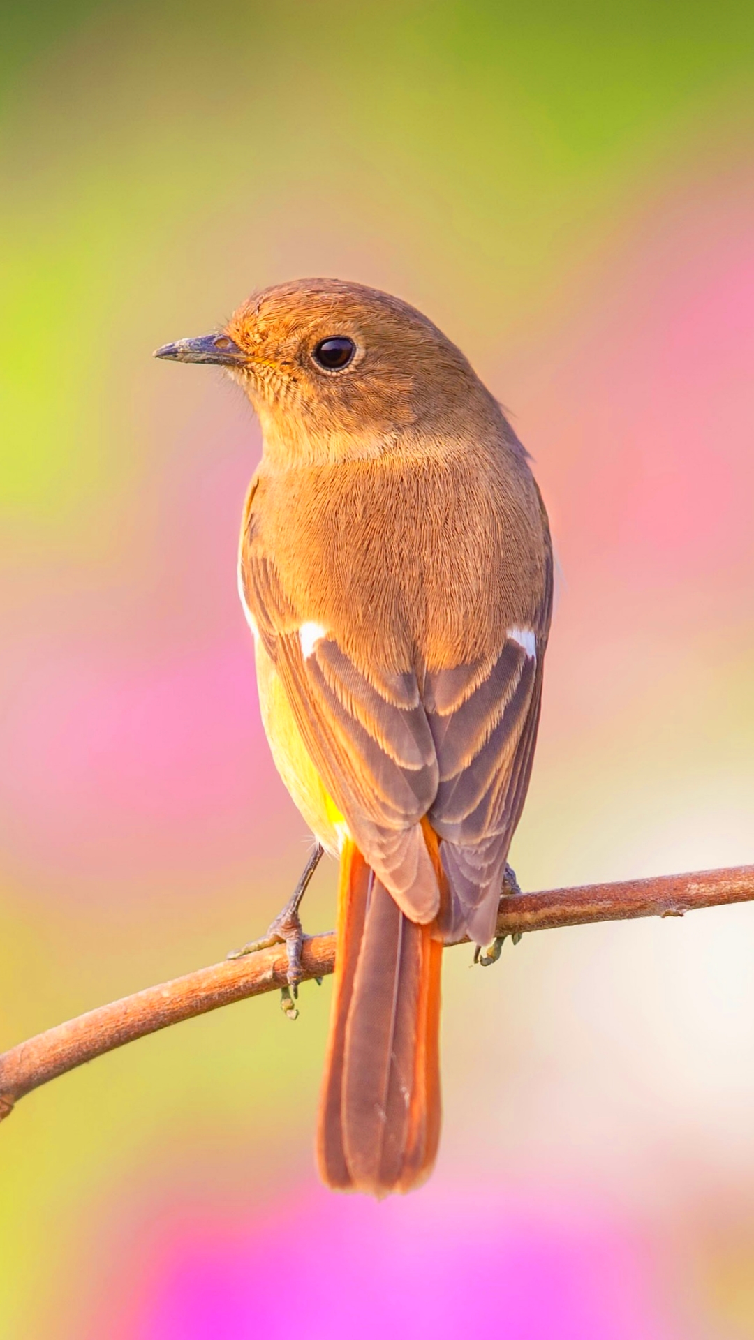 Baixar papel de parede para celular de Animais, Aves, Pássaro gratuito.