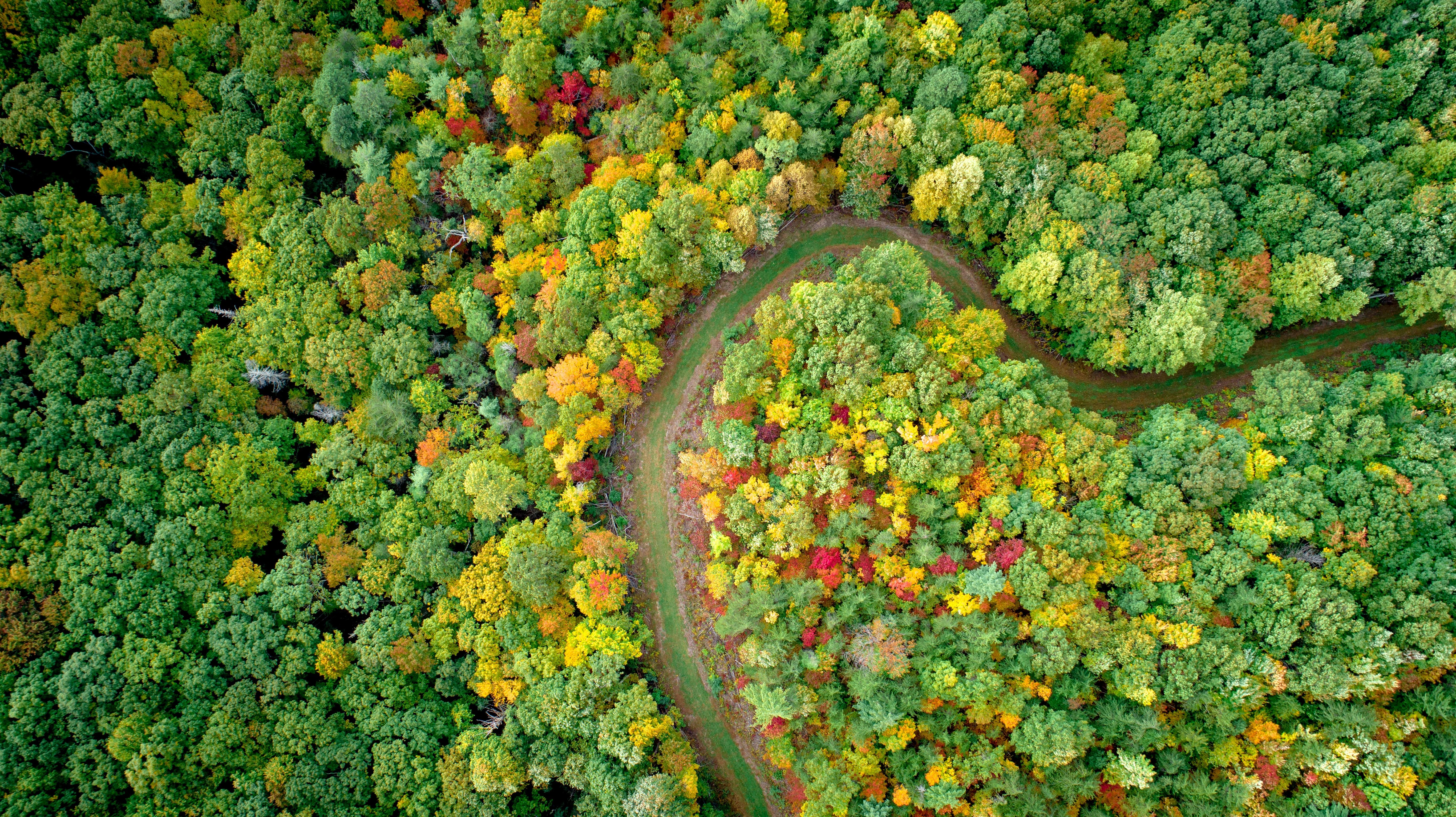 Download mobile wallpaper Forest, Photography, Aerial for free.