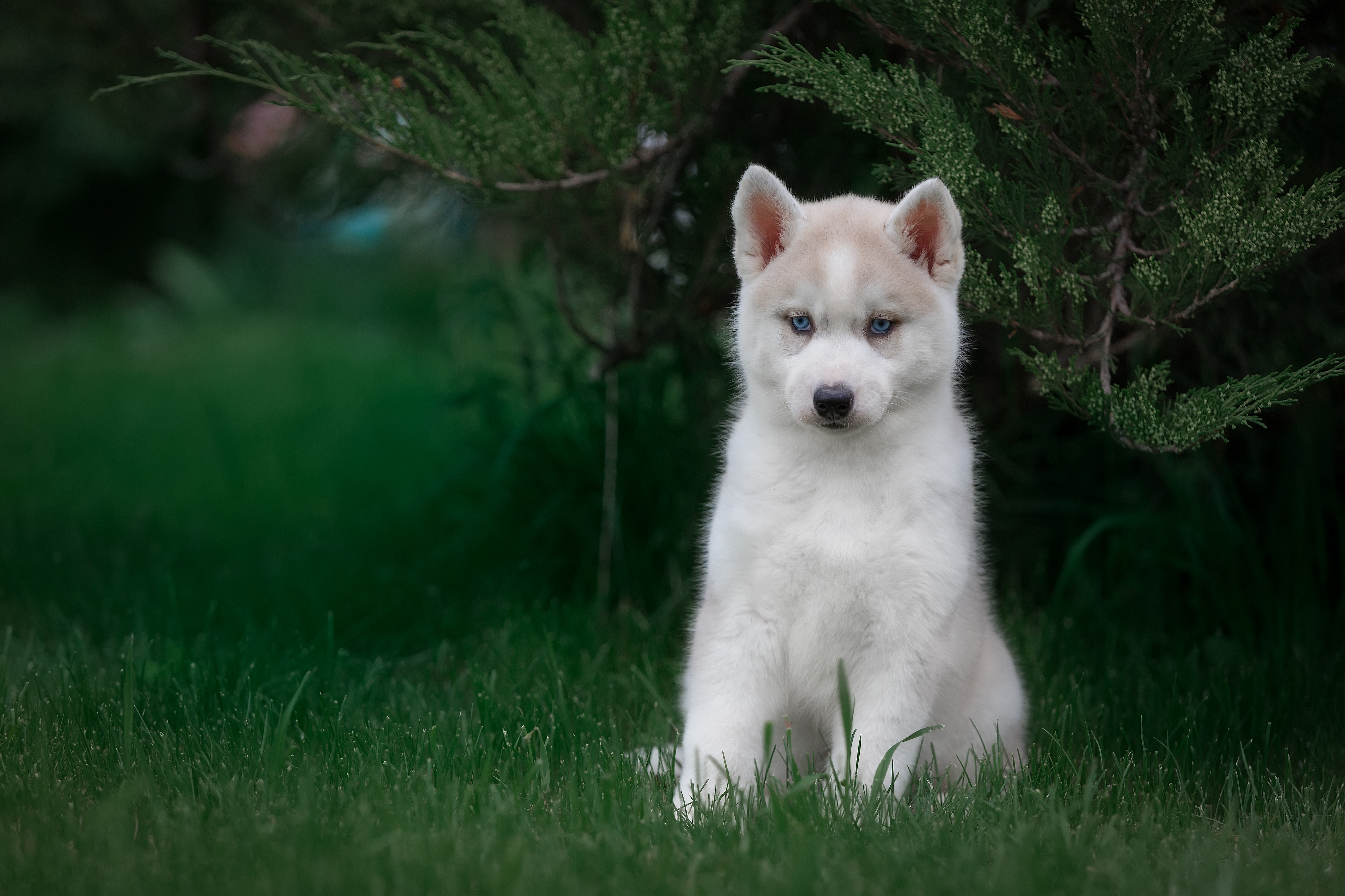 Download mobile wallpaper Dogs, Dog, Animal, Puppy, Husky, Baby Animal for free.