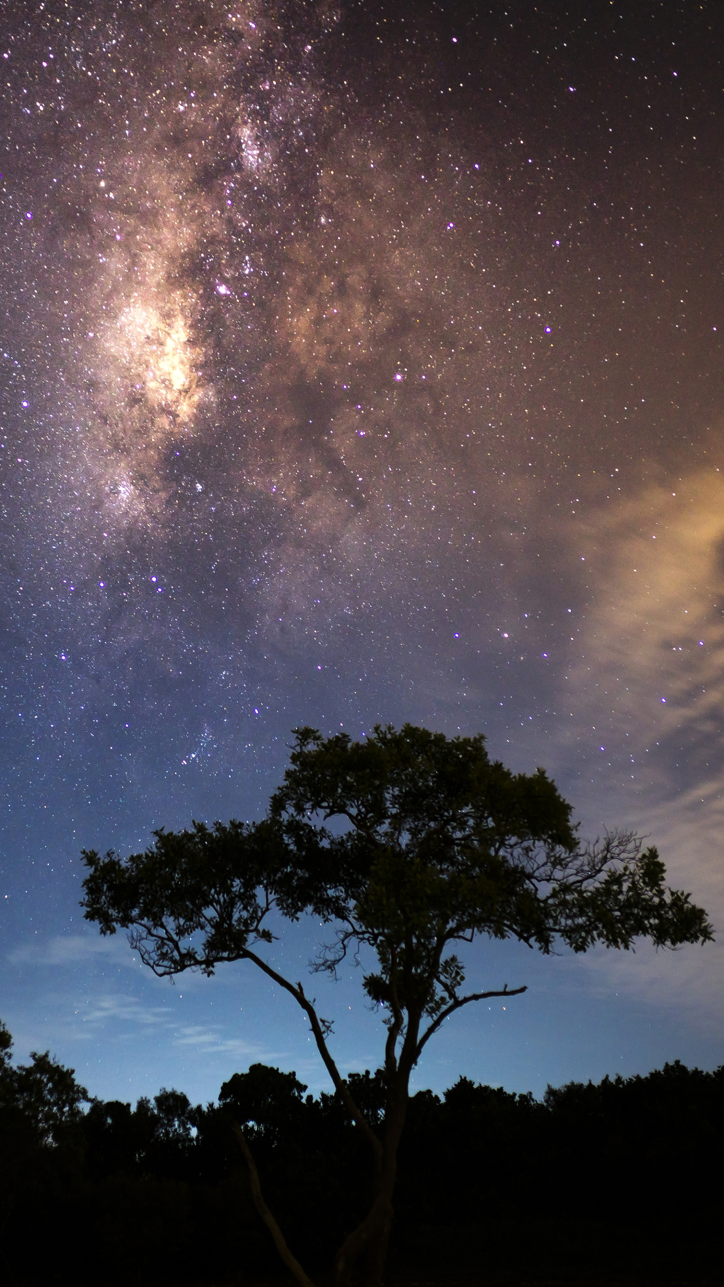 Descarga gratuita de fondo de pantalla para móvil de Estrellas, Noche, Árbol, Vía Láctea, Ciencia Ficción.