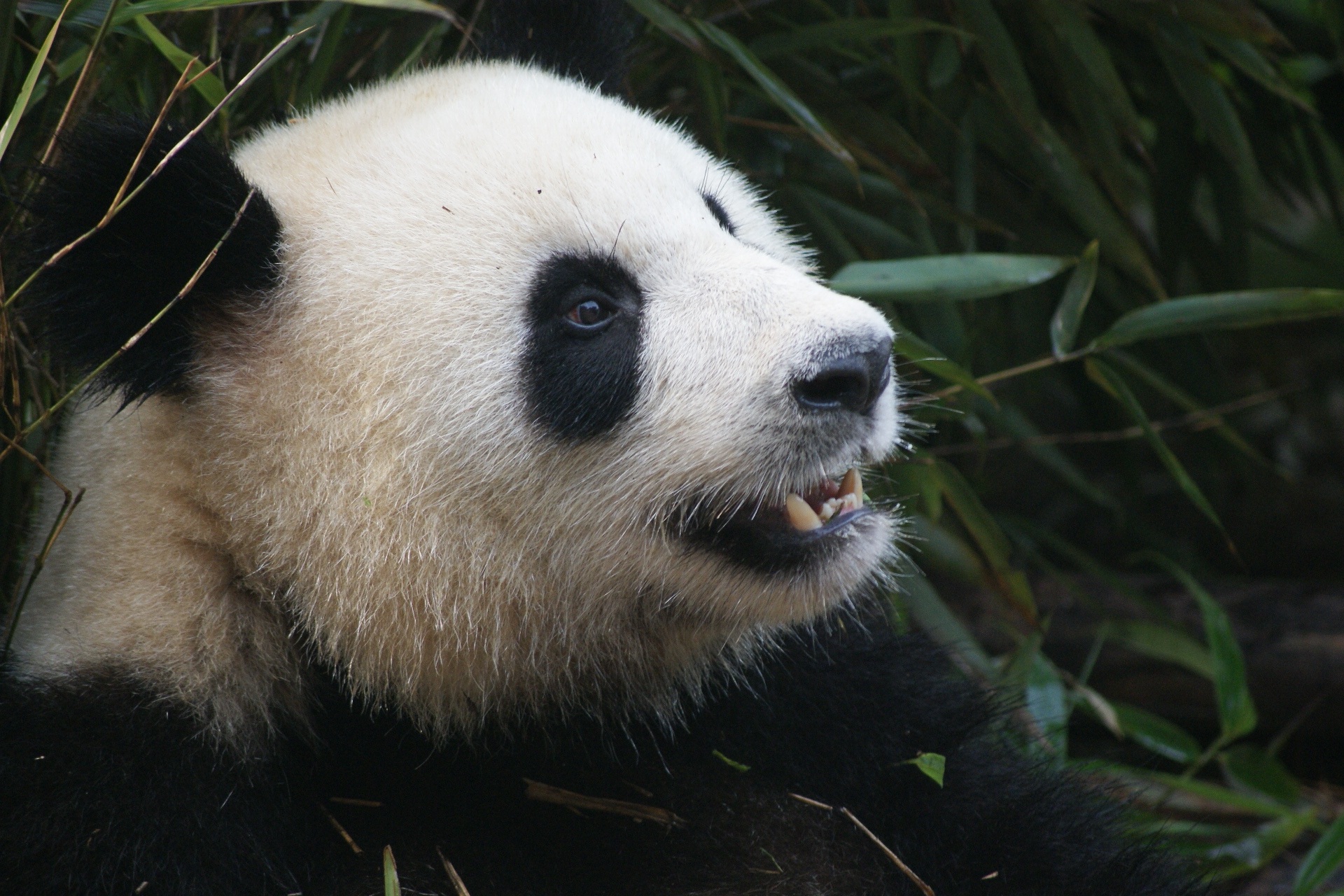 Download mobile wallpaper Muzzle, Animals, Bear, Panda for free.