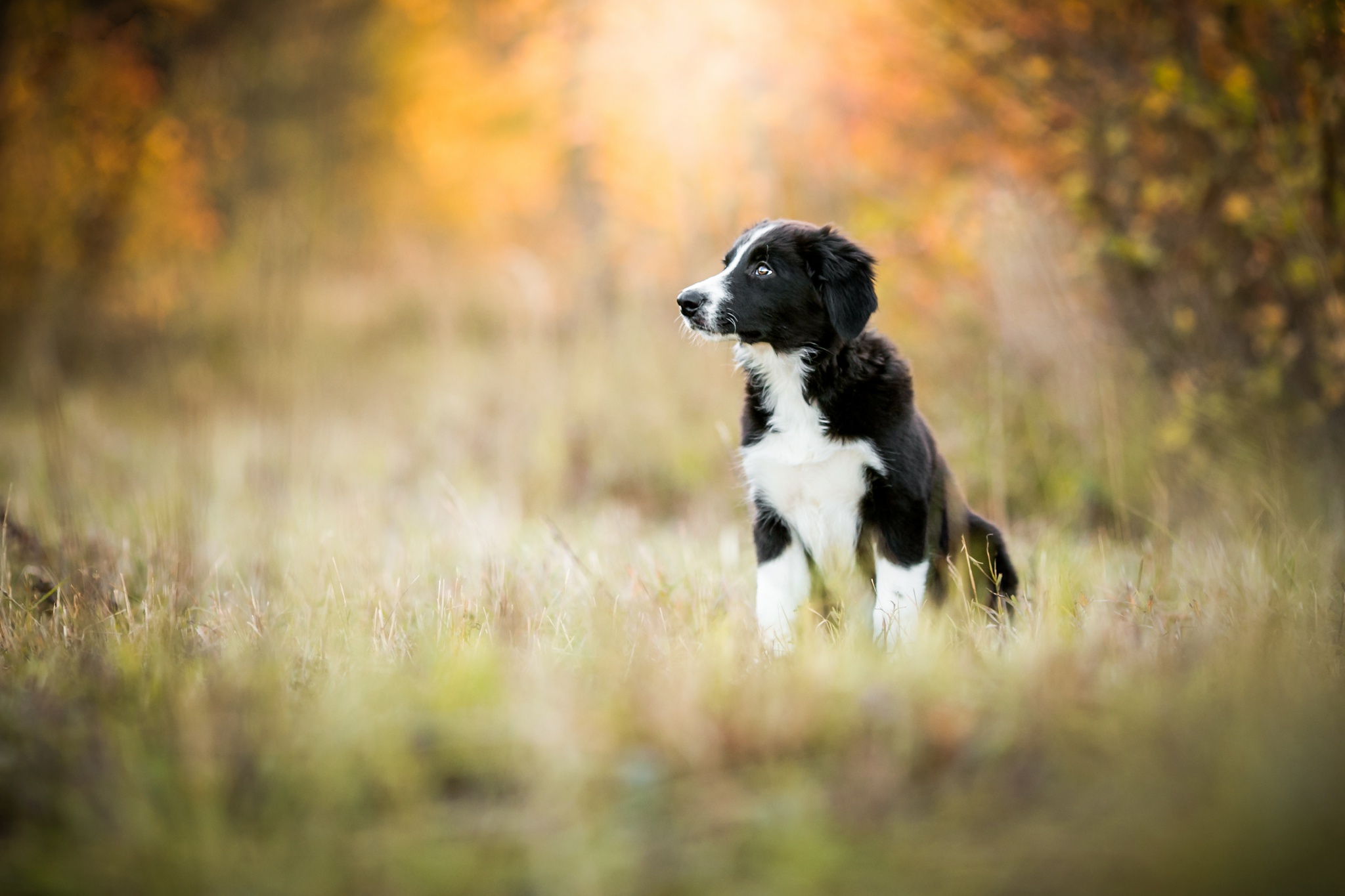 Handy-Wallpaper Tiere, Hunde, Hund, Border Collie, Tiefenschärfe kostenlos herunterladen.