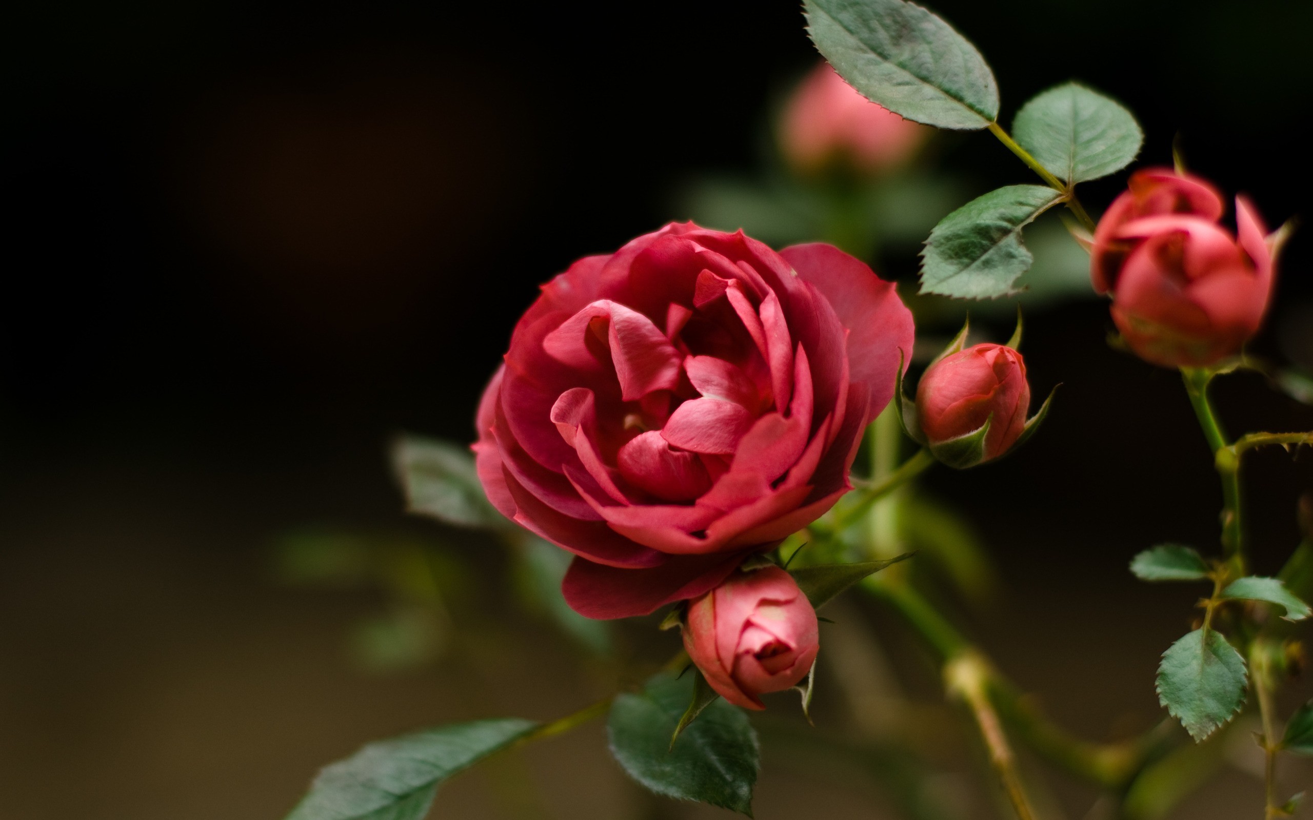 Завантажити шпалери безкоштовно Рослини, Квіти, Рози картинка на робочий стіл ПК