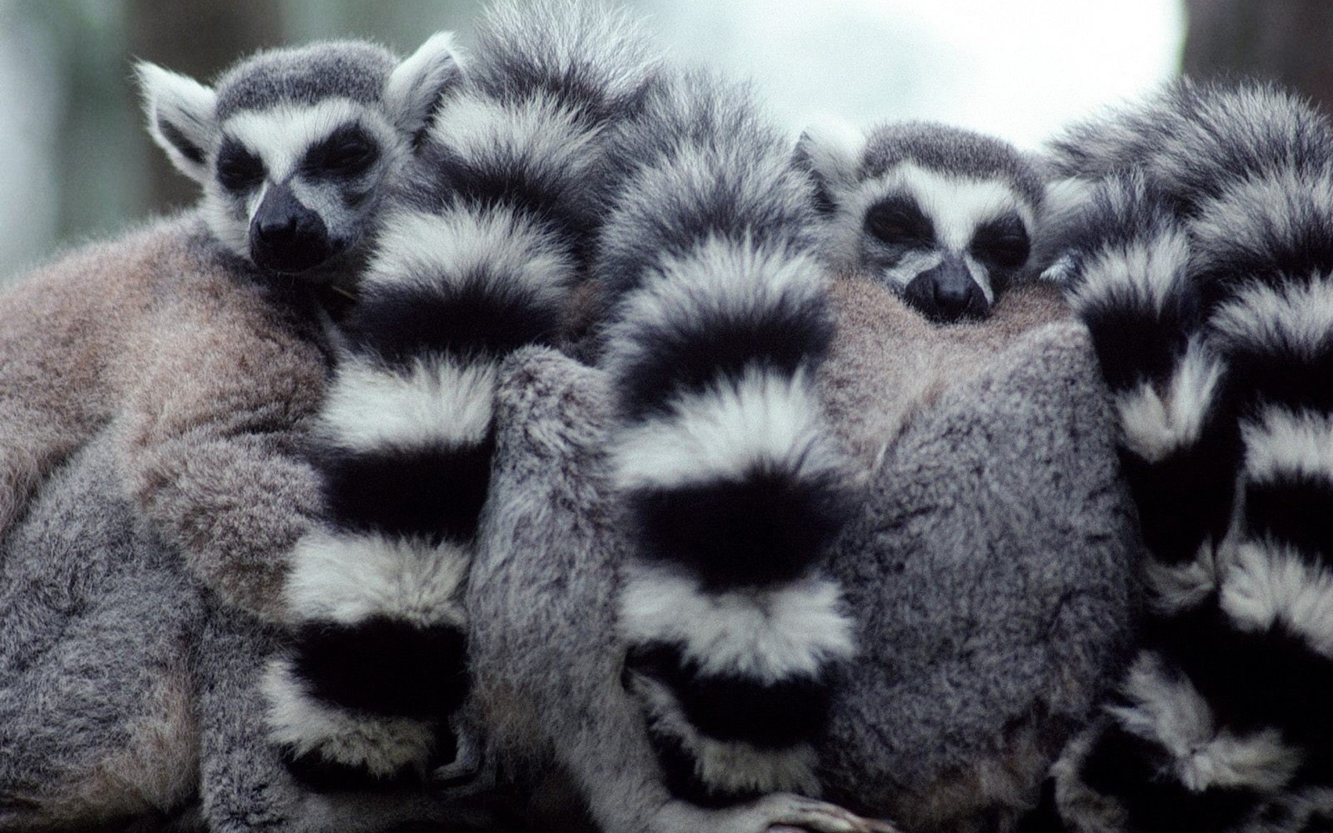Download mobile wallpaper Monkeys, Animal, Lemur for free.