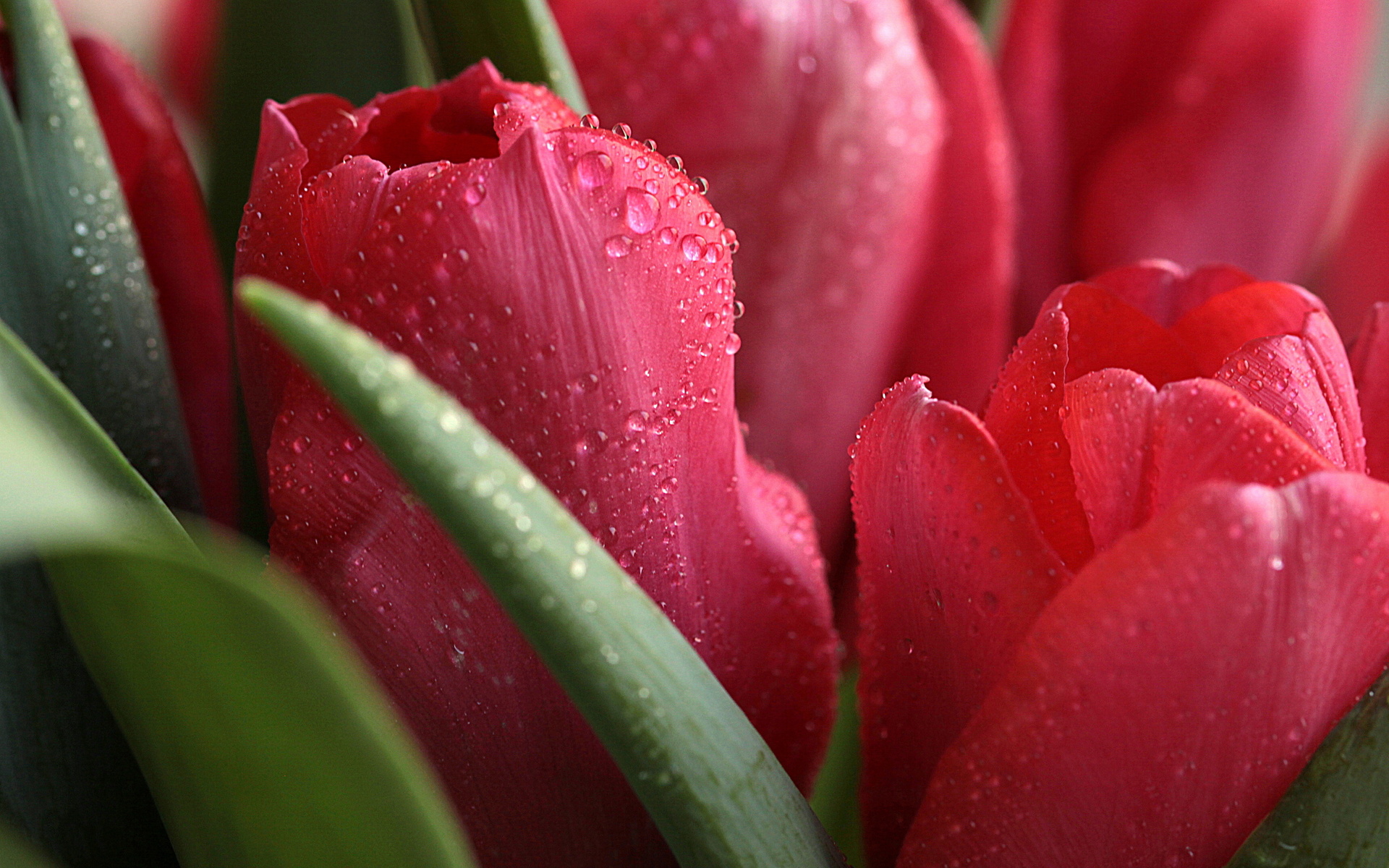 Téléchargez gratuitement l'image Fleur, Tulipe, Terre/nature sur le bureau de votre PC