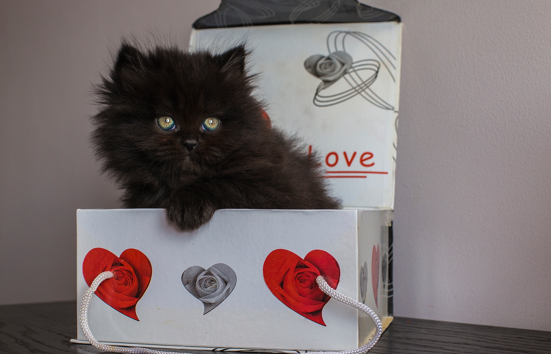 Download mobile wallpaper Cats, Cat, Fluffy, Kitten, Animal, Gift for free.
