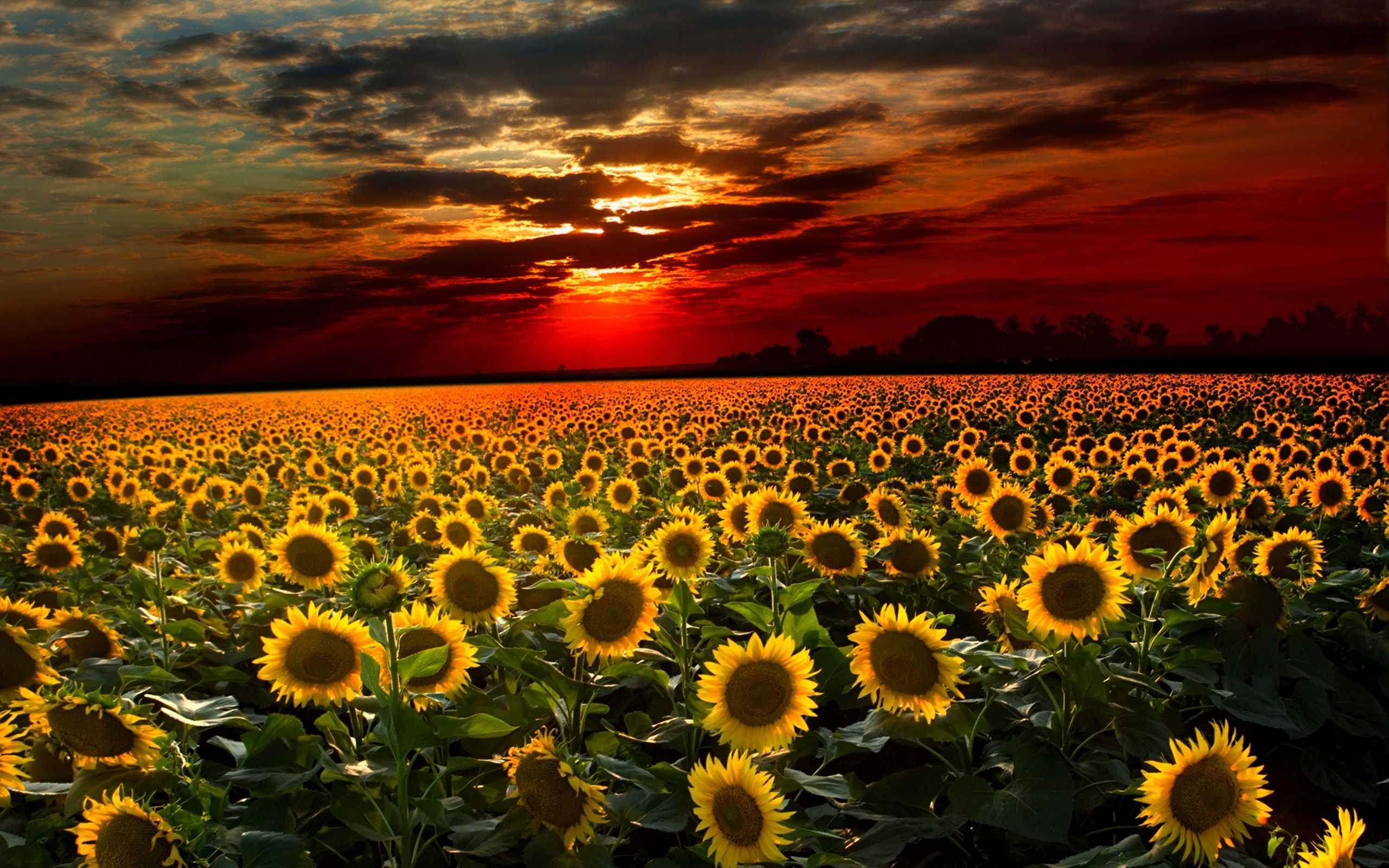 Free download wallpaper Flowers, Earth, Sunflower on your PC desktop