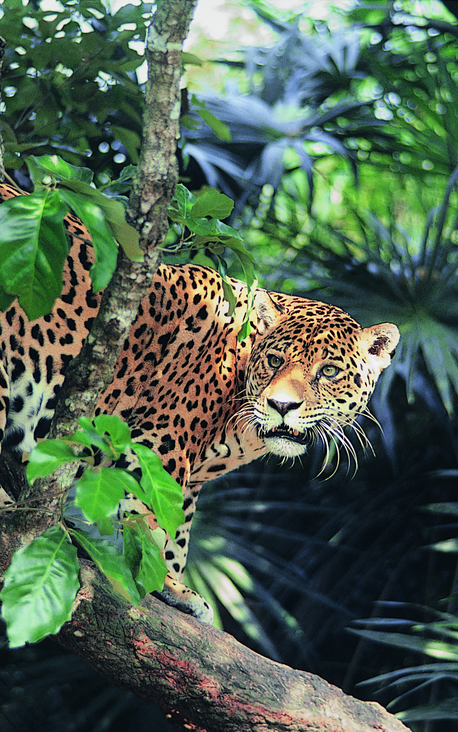 Baixe gratuitamente a imagem Animais, Gatos, Leopardo na área de trabalho do seu PC