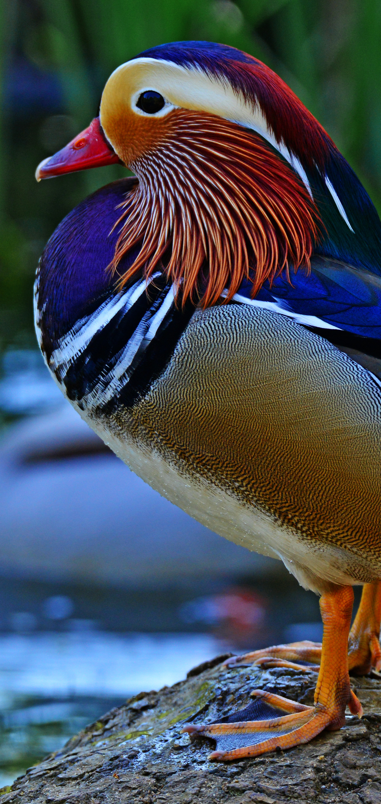 Free download wallpaper Birds, Bird, Animal, Mandarin Duck on your PC desktop