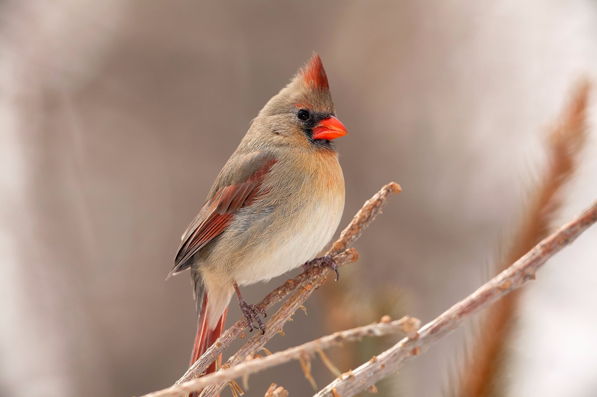 Download mobile wallpaper Birds, Bird, Branch, Animal, Cardinal, Northern Cardinal for free.