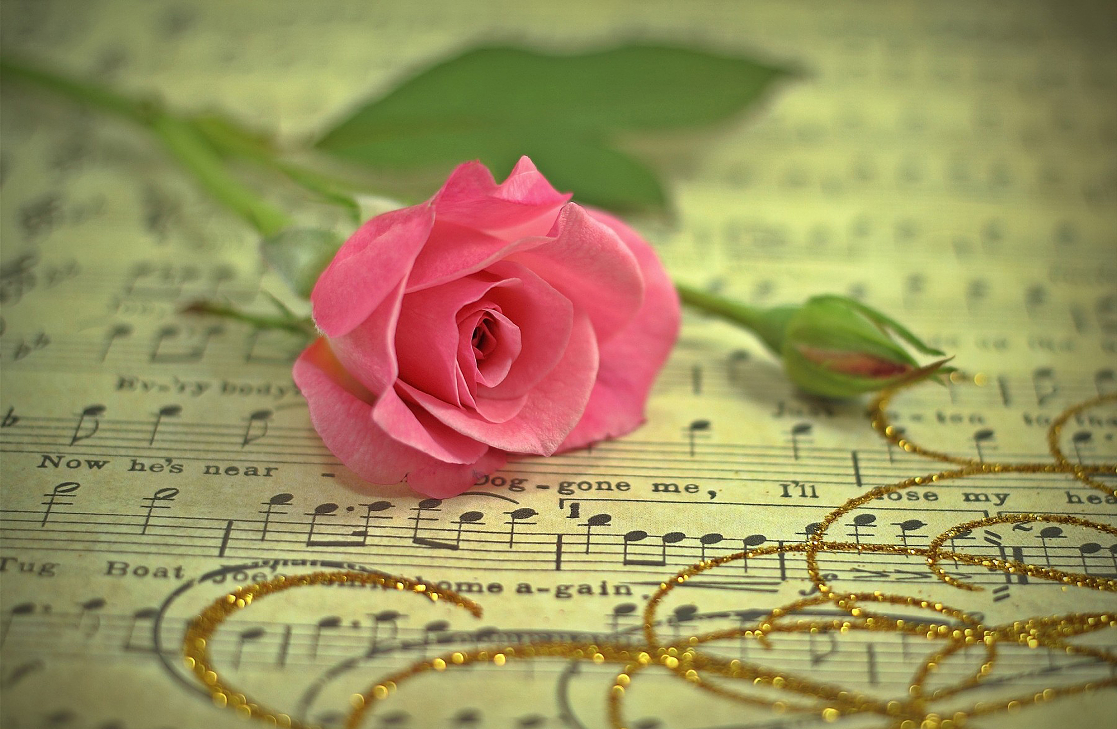 photography, still life, flower, jewelry, pink flower, pink rose, rose, sheet music