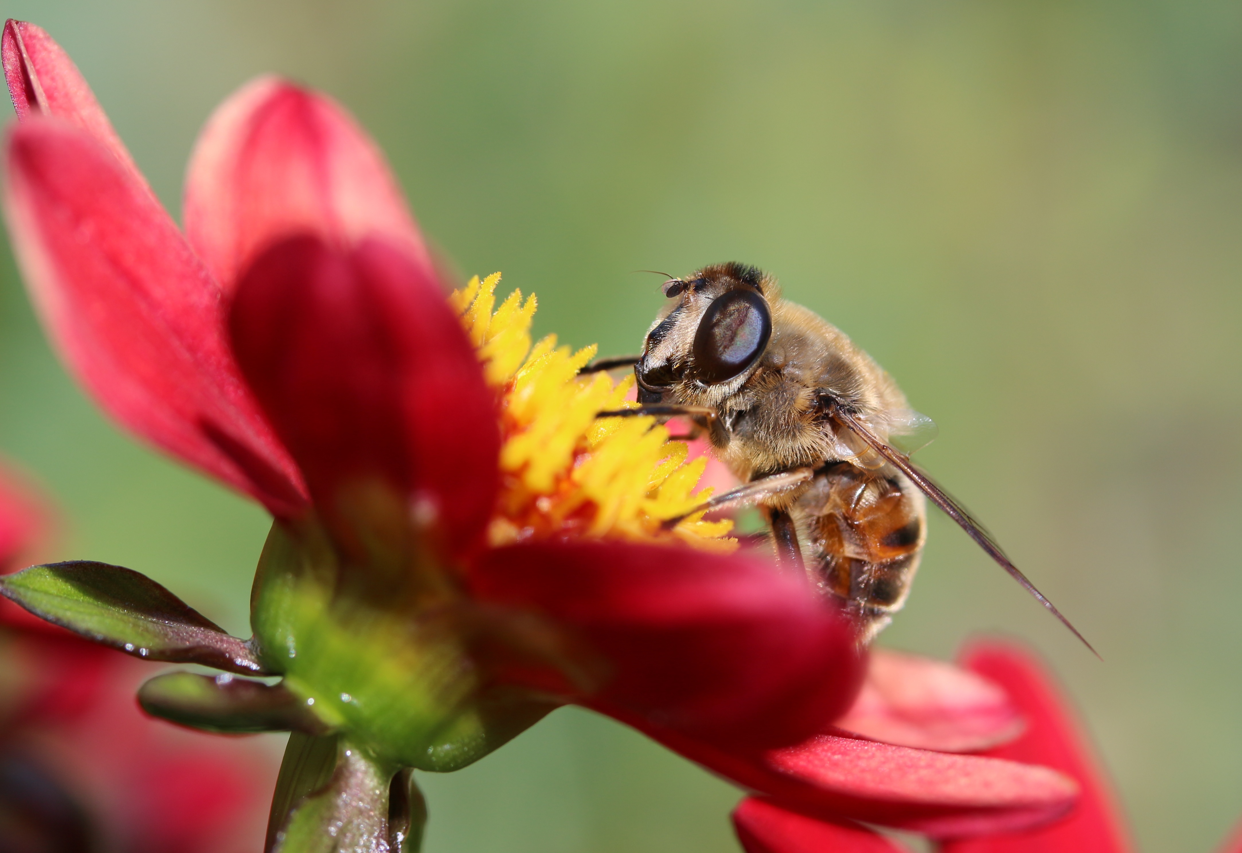 Download mobile wallpaper Macro, Insect, Animal, Red Flower, Hoverfly for free.