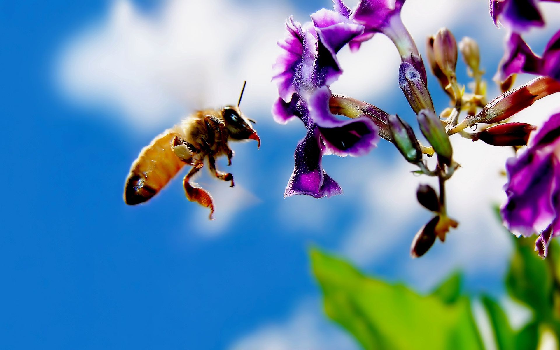 132592 descargar imagen flor, macro, vuelo, abeja, polinización: fondos de pantalla y protectores de pantalla gratis