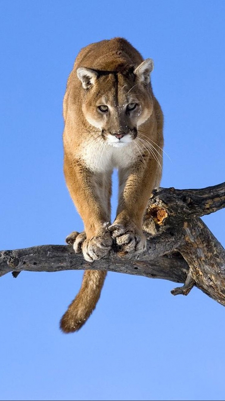 Descarga gratuita de fondo de pantalla para móvil de Animales, Gatos, Puma.