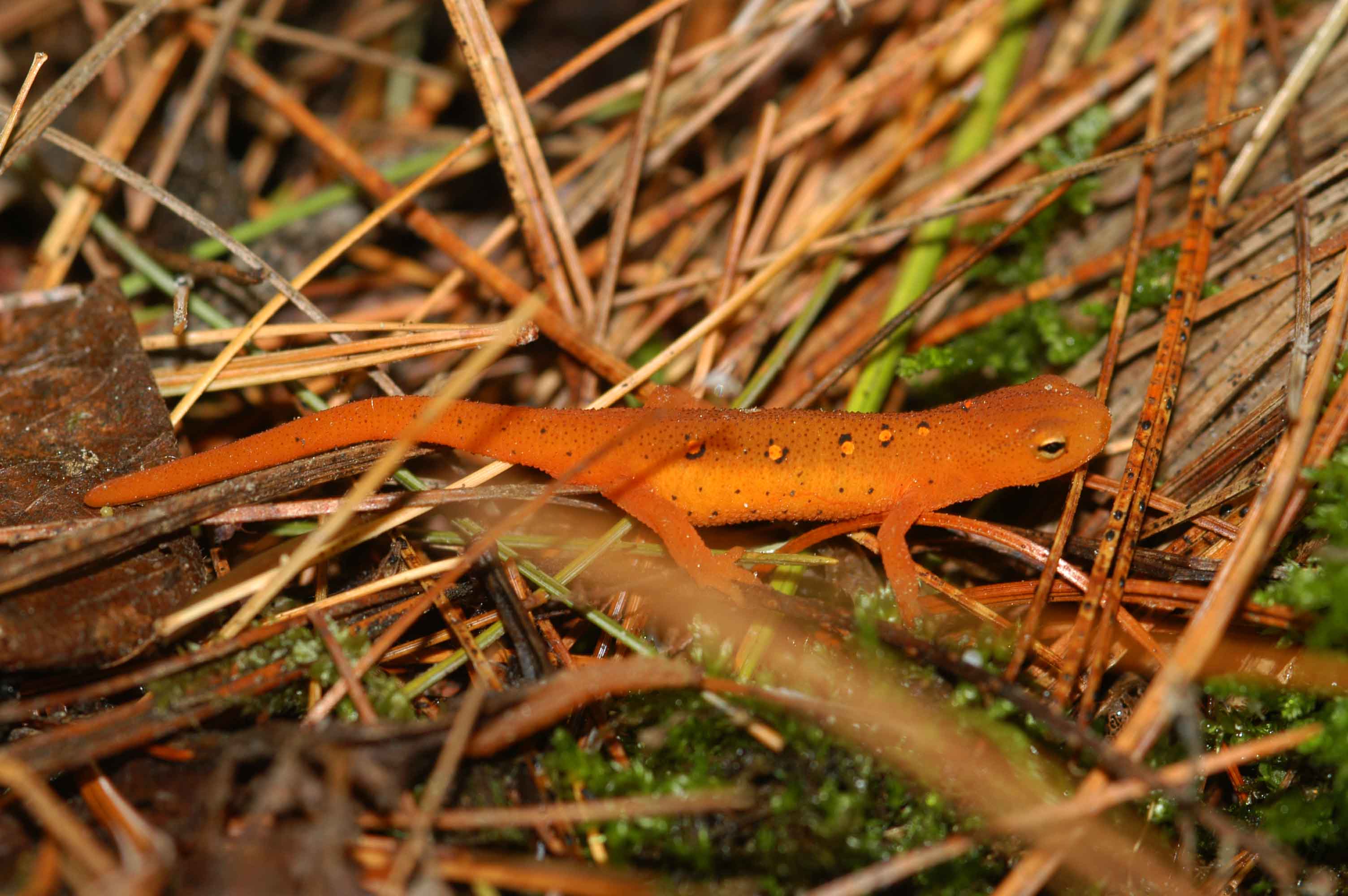 animal, eastern newt, amphibians
