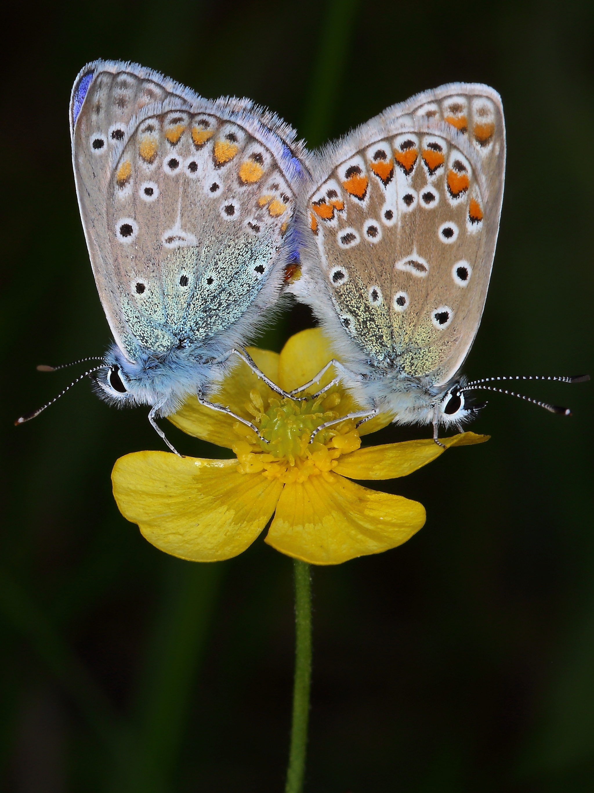 Download mobile wallpaper Flower, Macro, Insect, Butterfly, Animal for free.