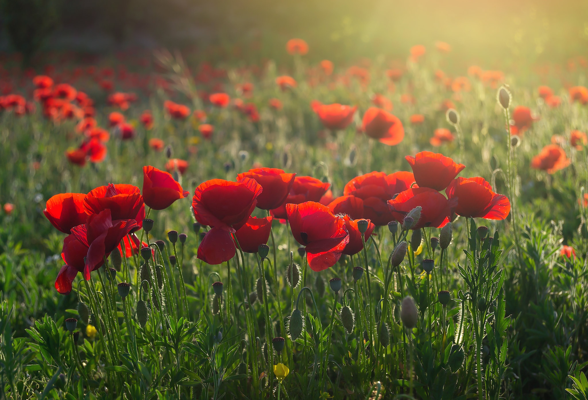 Handy-Wallpaper Natur, Blumen, Mohn, Sommer, Blume, Rote Blume, Erde/natur kostenlos herunterladen.