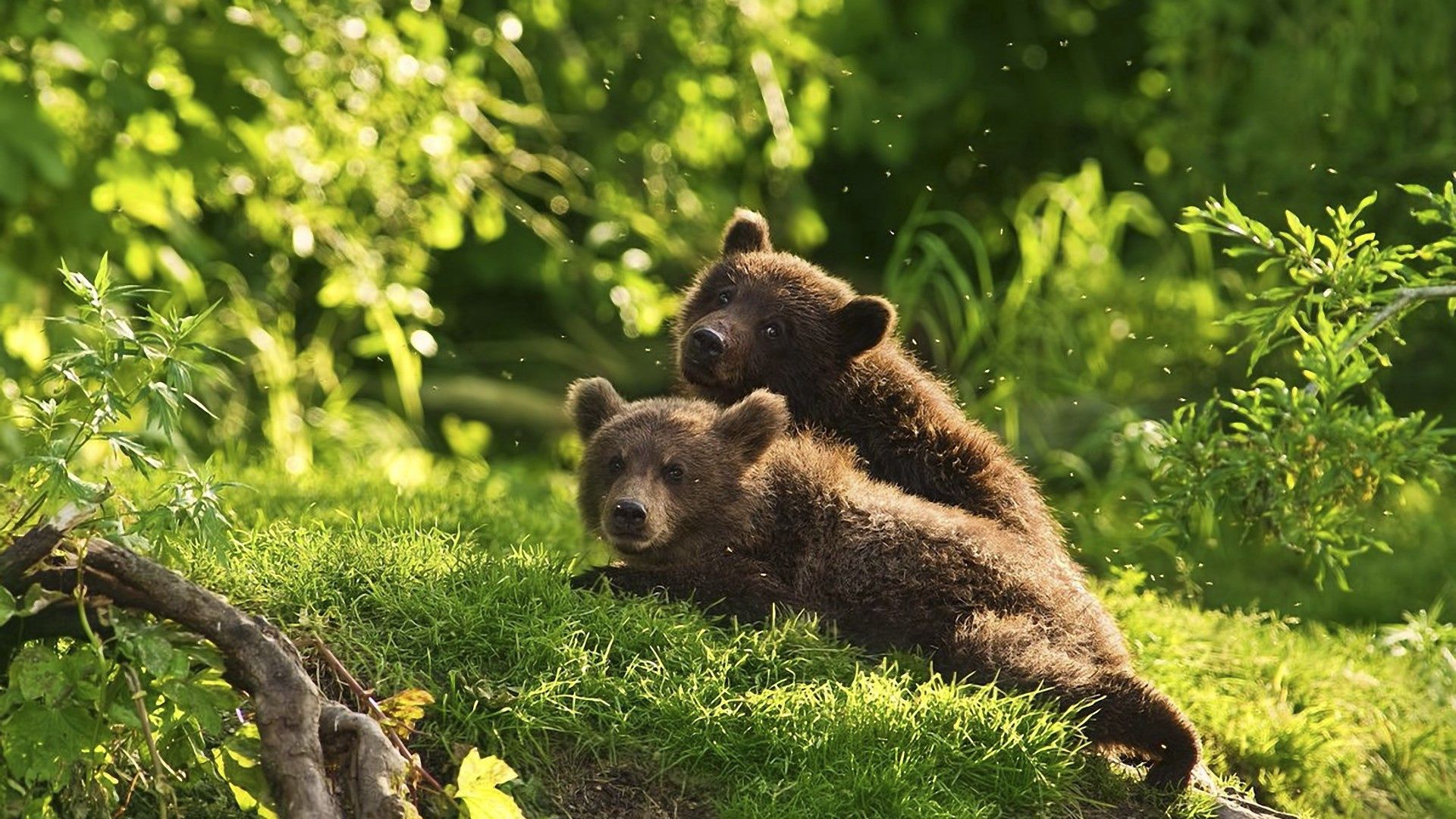 bears, animals, grass, couple, pair, to lie down, lie, teddy bears