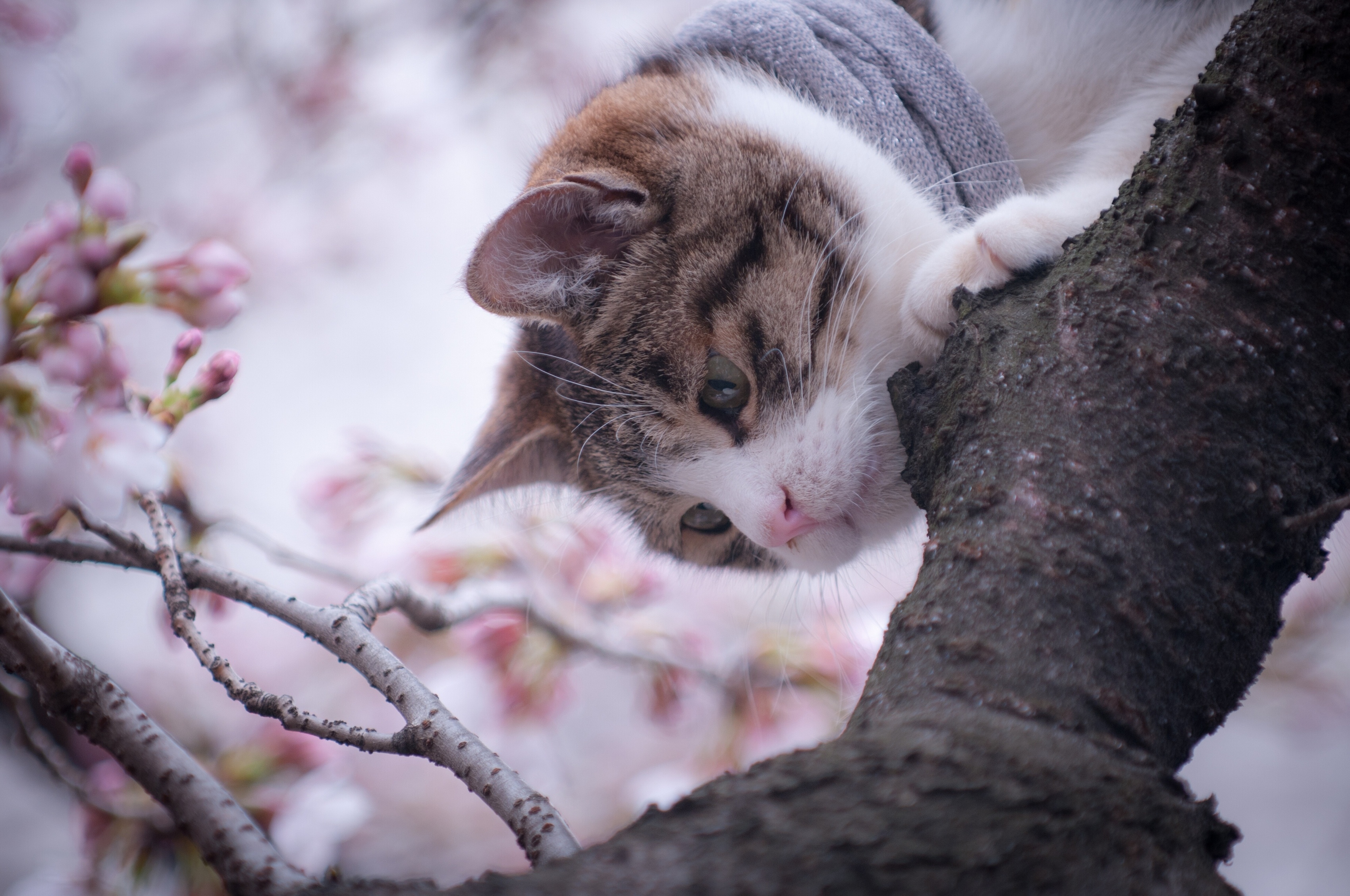 82838 скачать картинку весна, животные, дерево, кошка - обои и заставки бесплатно