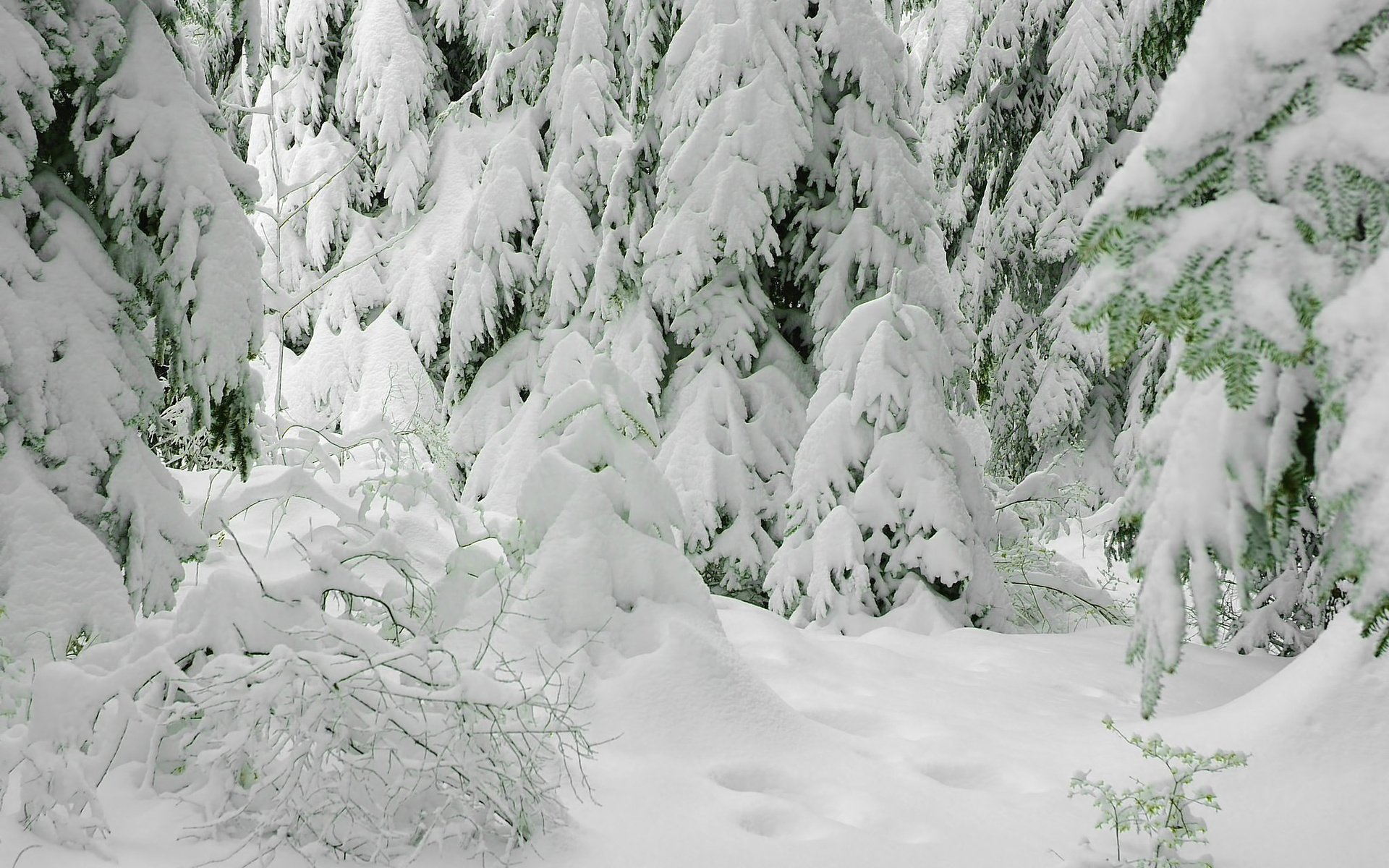 landscape, winter, snow, fir trees, gray