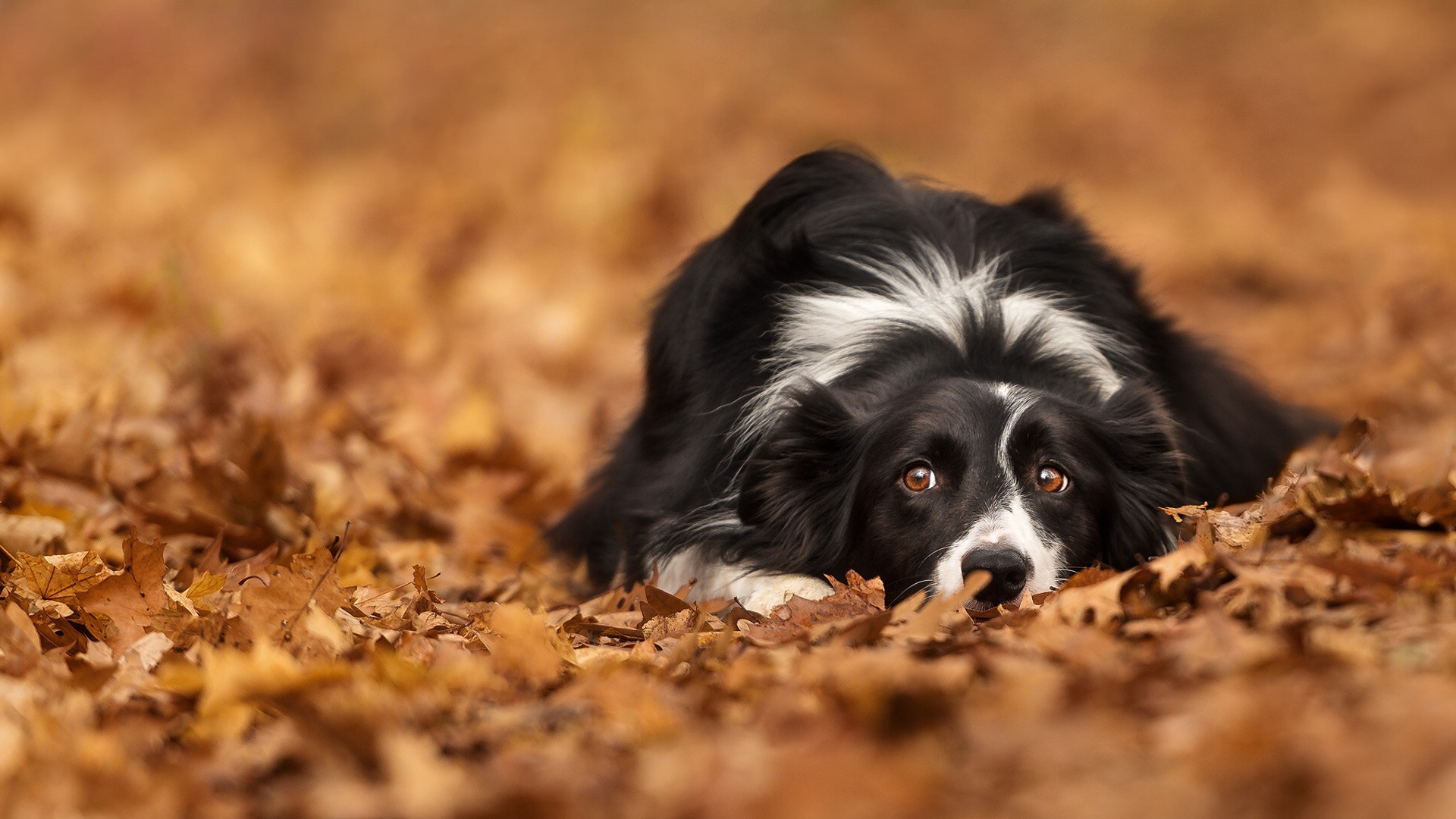 PCデスクトップに動物, 秋, 葉, 犬, ぼかし, ボーダーコリー画像を無料でダウンロード