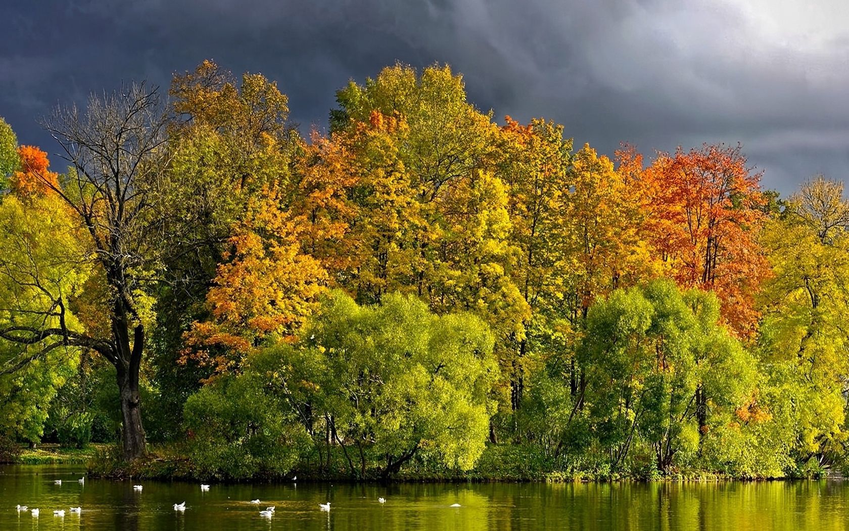 trees, nature, ducks, autumn, clouds, lake, shore, bank, mainly cloudy, overcast