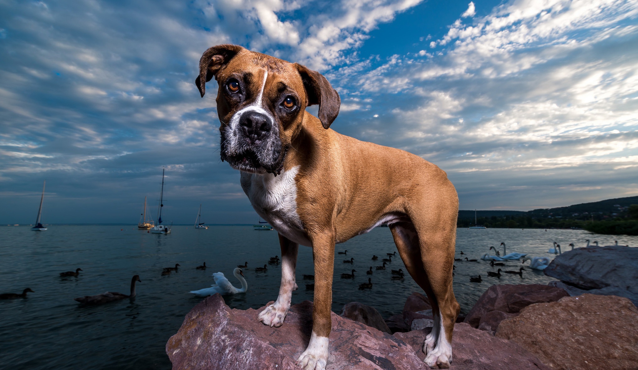 Download mobile wallpaper Dogs, Dog, Animal, Boxer, Stare, Boxer (Dog) for free.
