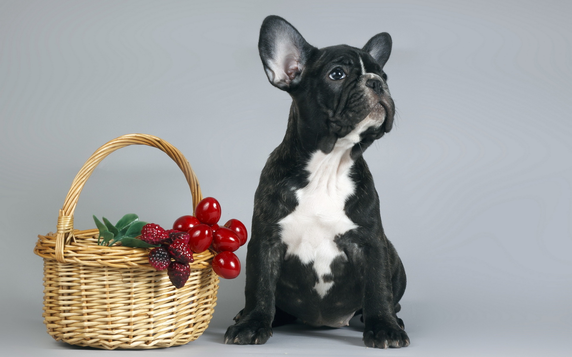 Baixar papel de parede para celular de Animais, Cães, Cão gratuito.