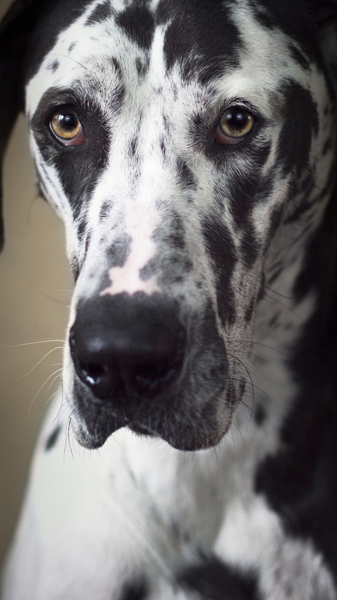 Download mobile wallpaper Dogs, Dog, Muzzle, Animal, Great Dane for free.