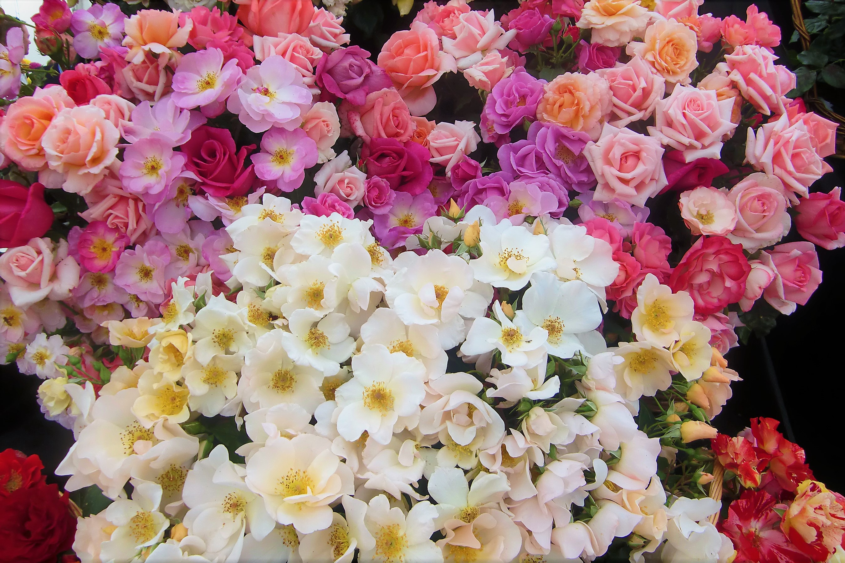 Скачати мобільні шпалери Квітка, Роза, Земля, Барвистий, Кольори, Біла Квітка, Фіолетова Квітка, Рожева Квітка, Флауерзи безкоштовно.