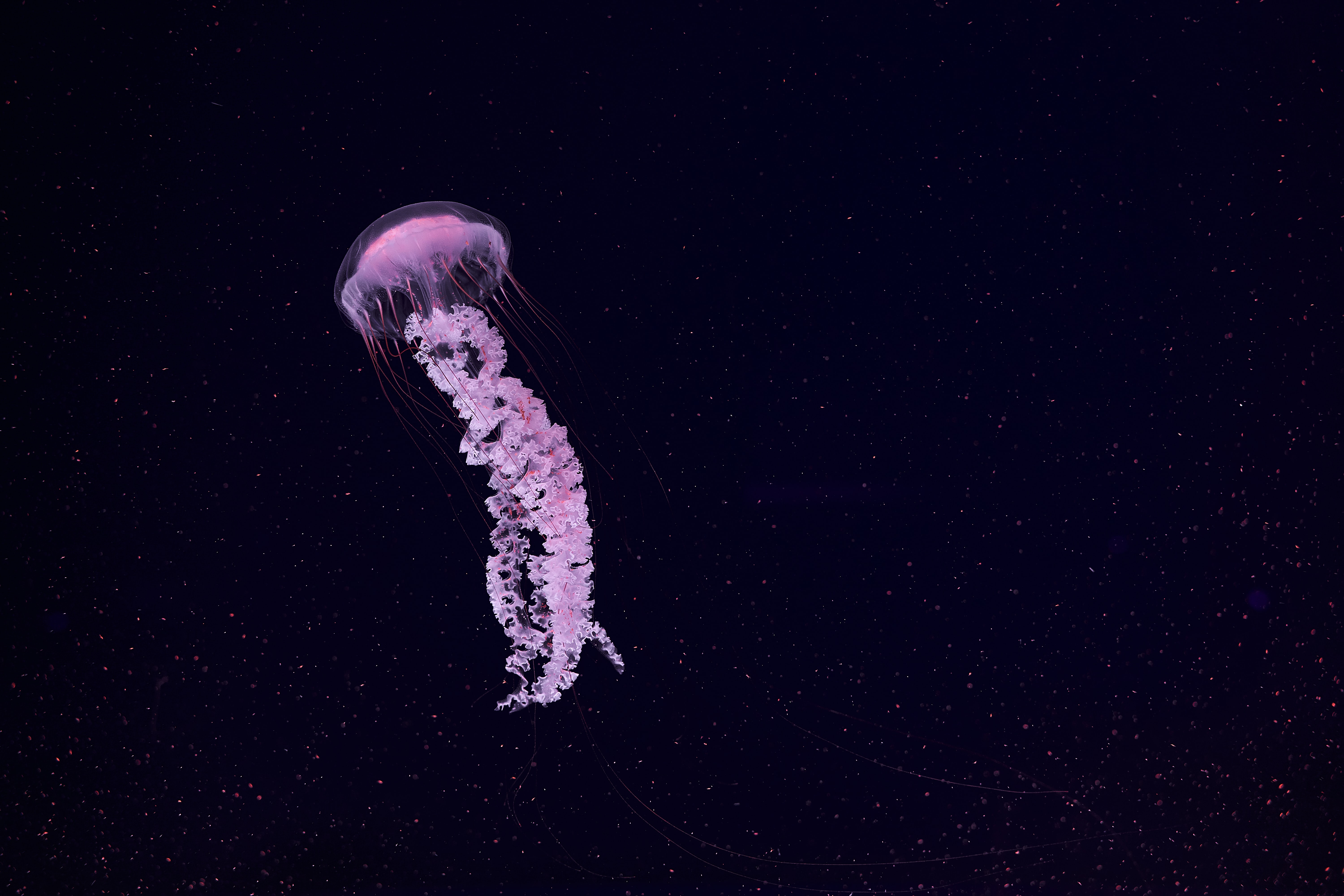 animals, jellyfish, beautiful, particles, tentacle
