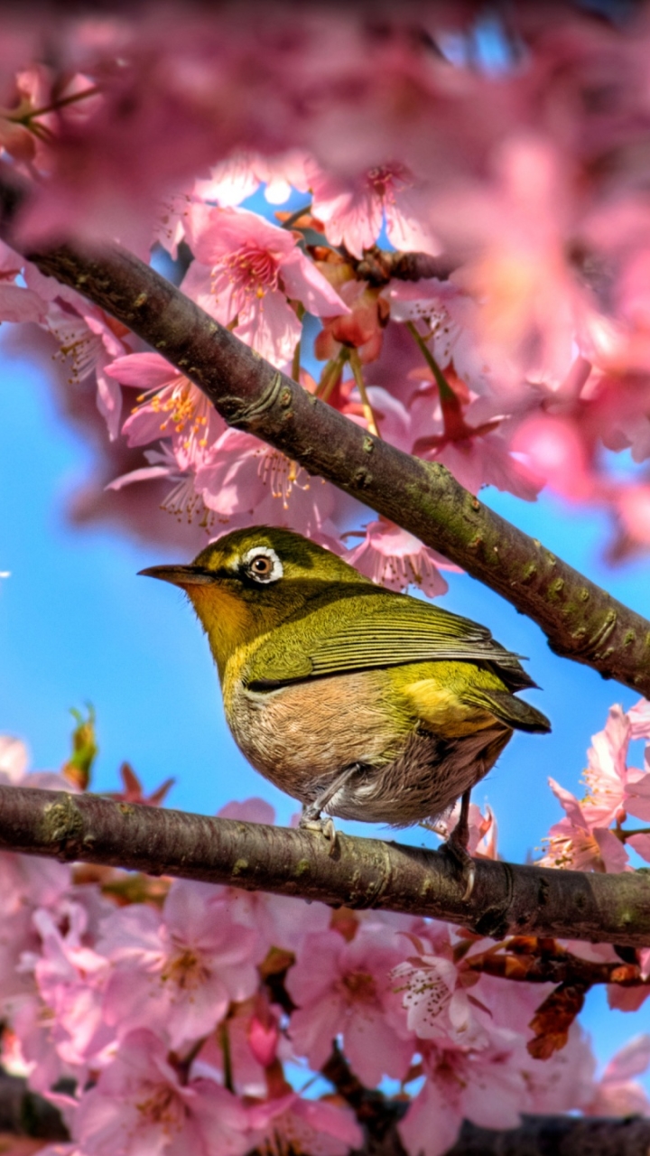 Download mobile wallpaper Birds, Bird, Animal, Japanese White Eye for free.