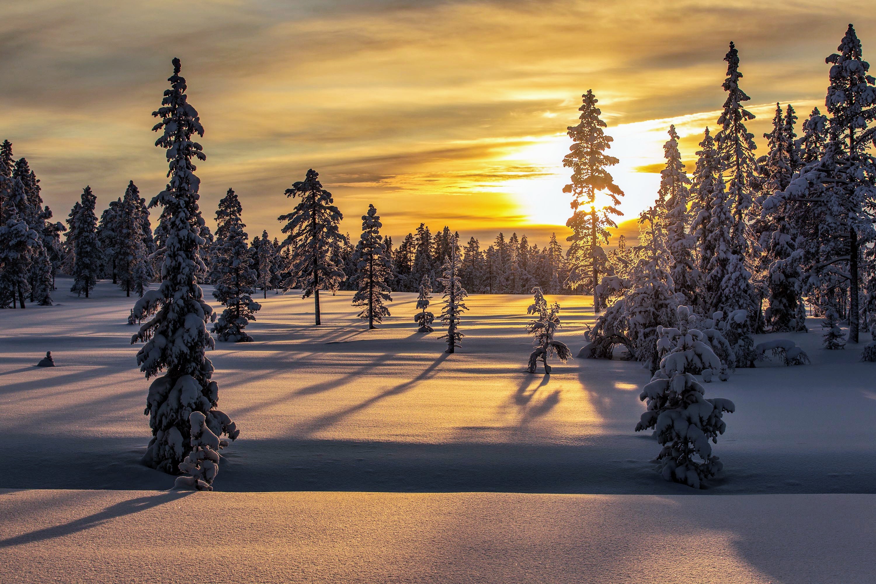 Download mobile wallpaper Winter, Snow, Forest, Sunrise, Earth for free.