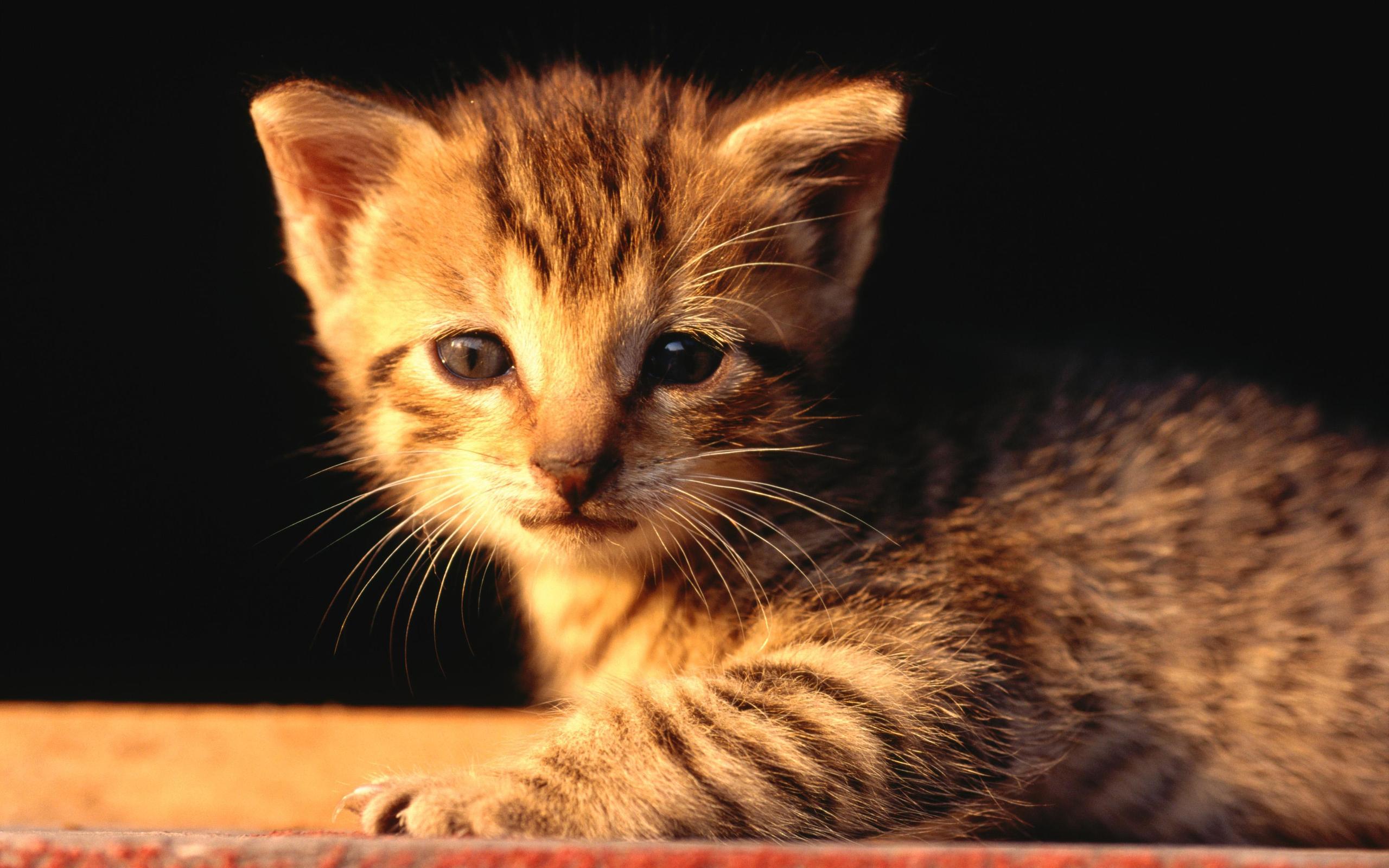 無料モバイル壁紙動物, ネコ, 猫をダウンロードします。