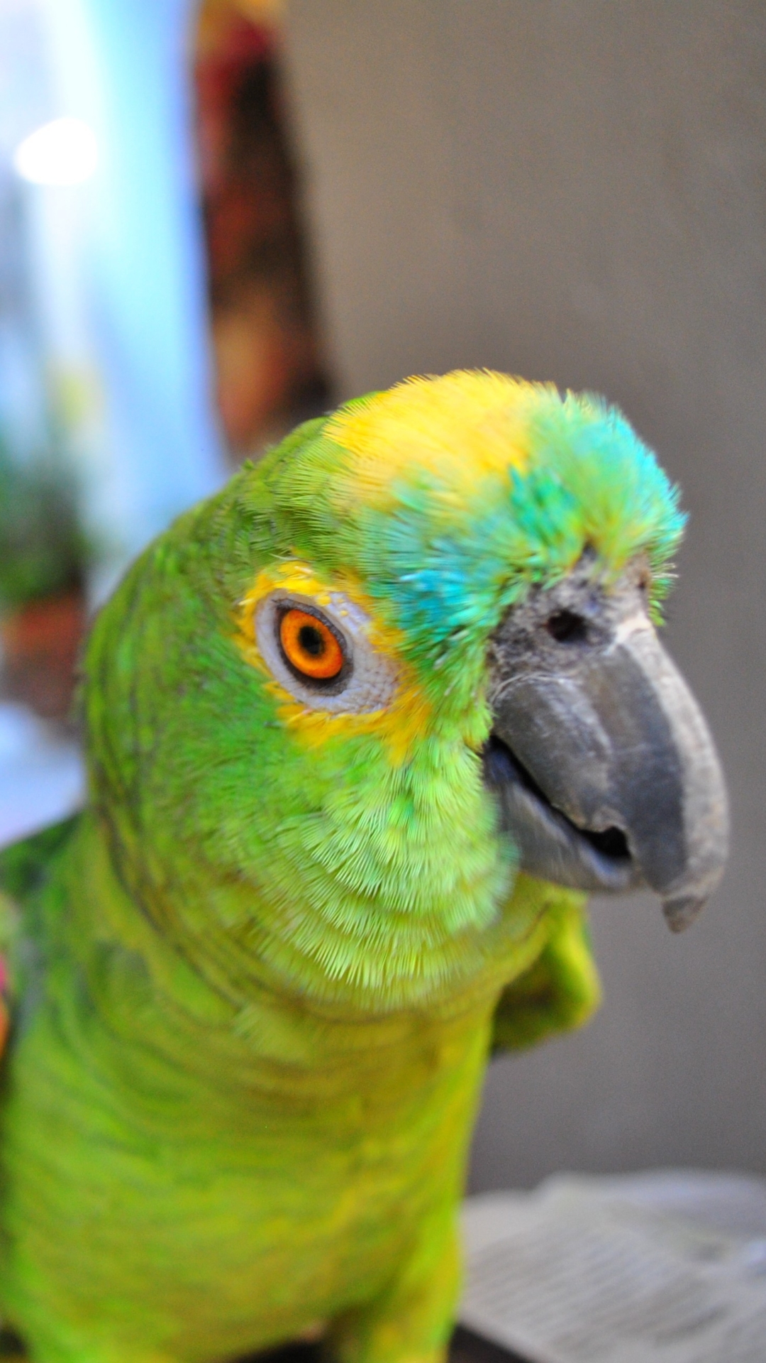 Download mobile wallpaper Birds, Animal, Parrot for free.