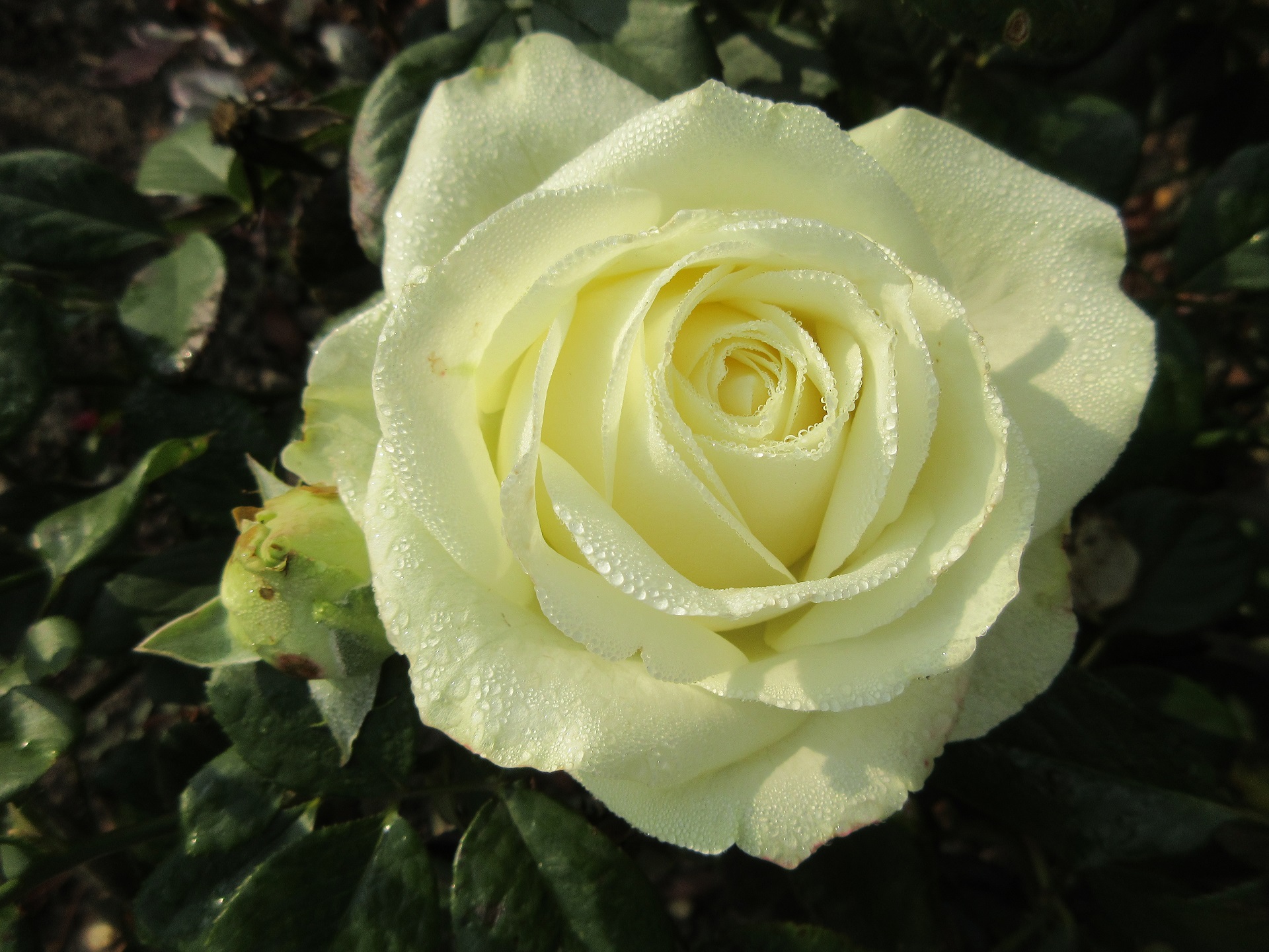 445229 Bildschirmschoner und Hintergrundbilder Blumen auf Ihrem Telefon. Laden Sie  Bilder kostenlos herunter