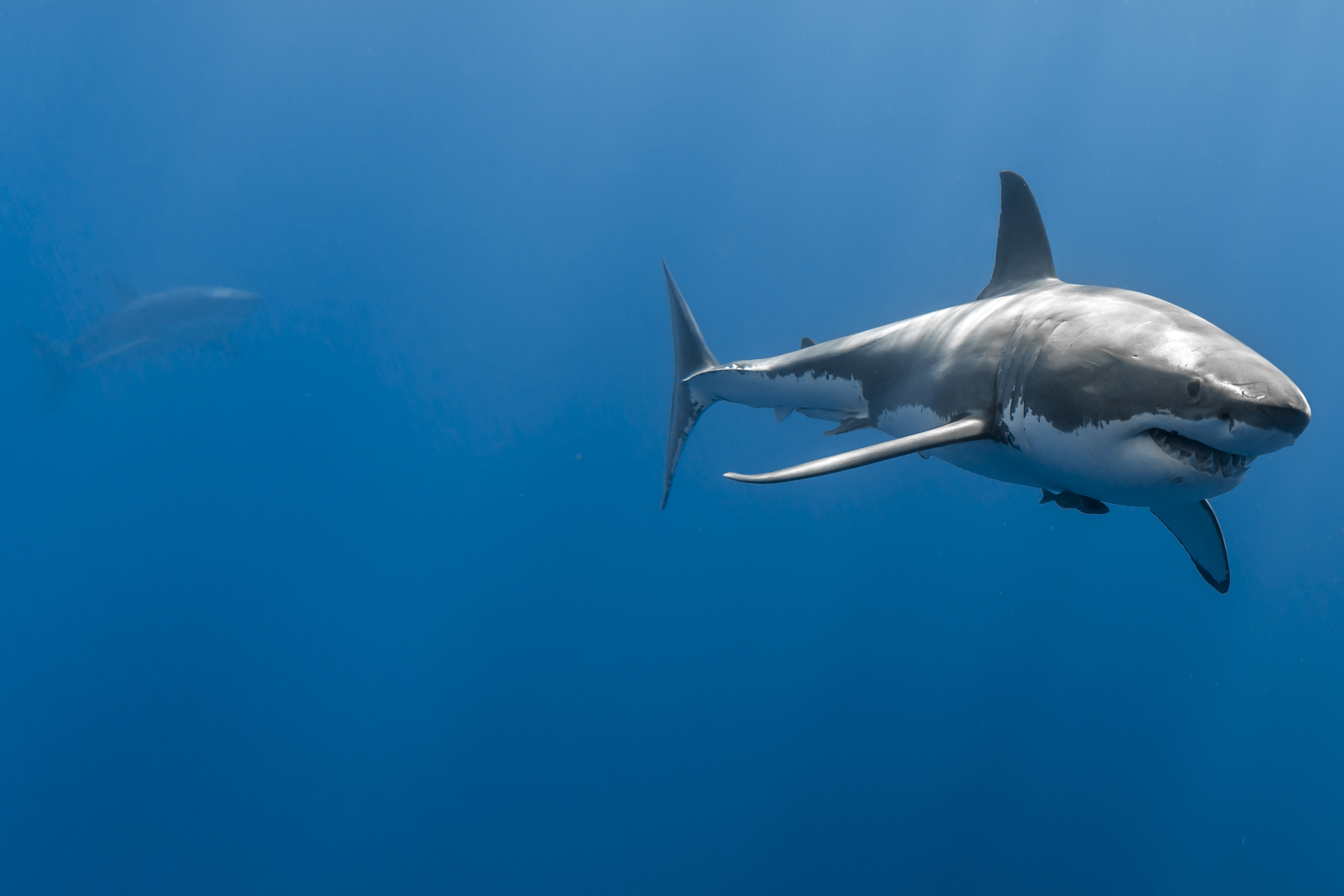 351637 baixar papel de parede animais, tubarão - protetores de tela e imagens gratuitamente