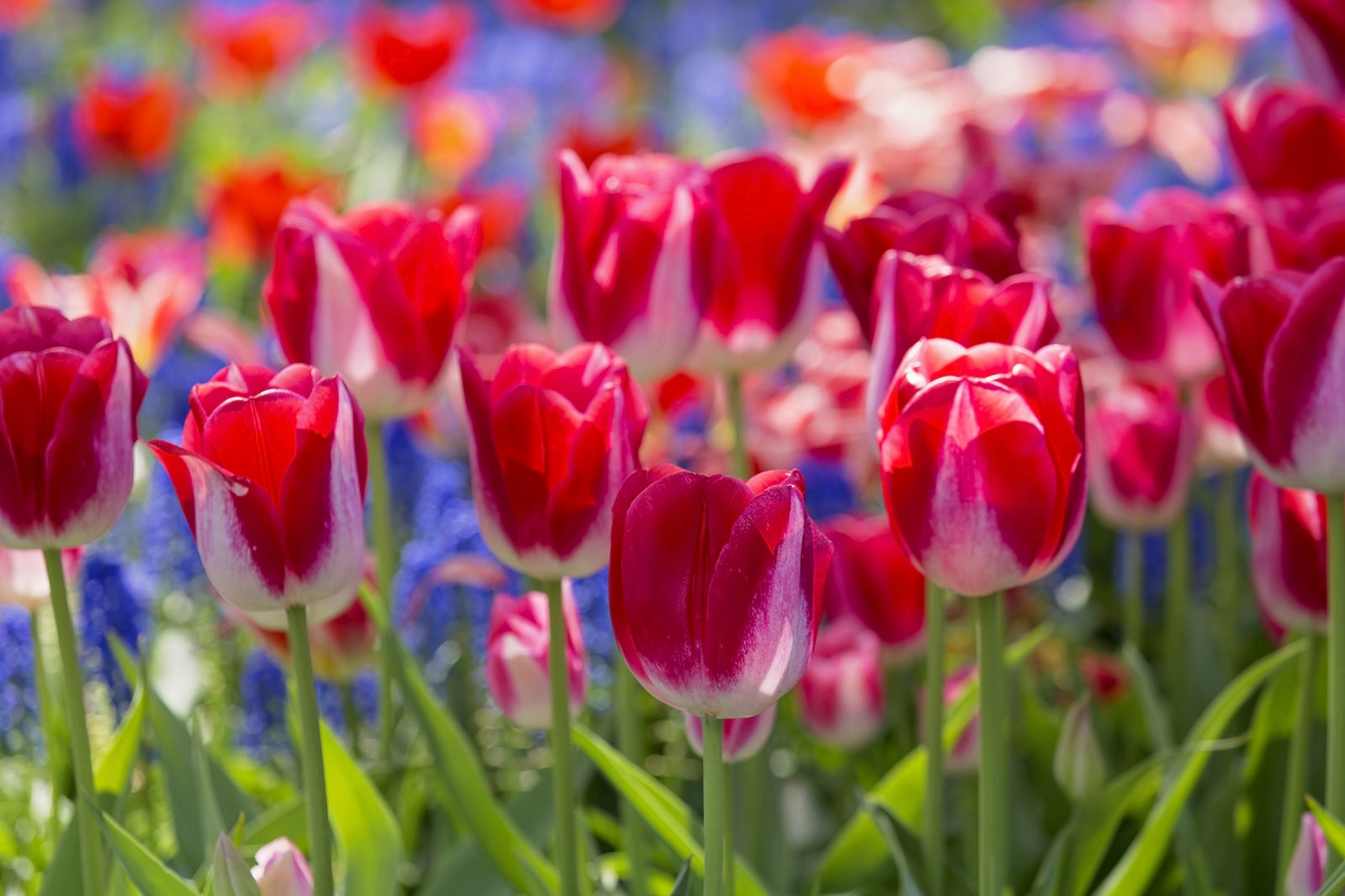 Free download wallpaper Flowers, Flower, Macro, Earth, Tulip, Pink Flower on your PC desktop