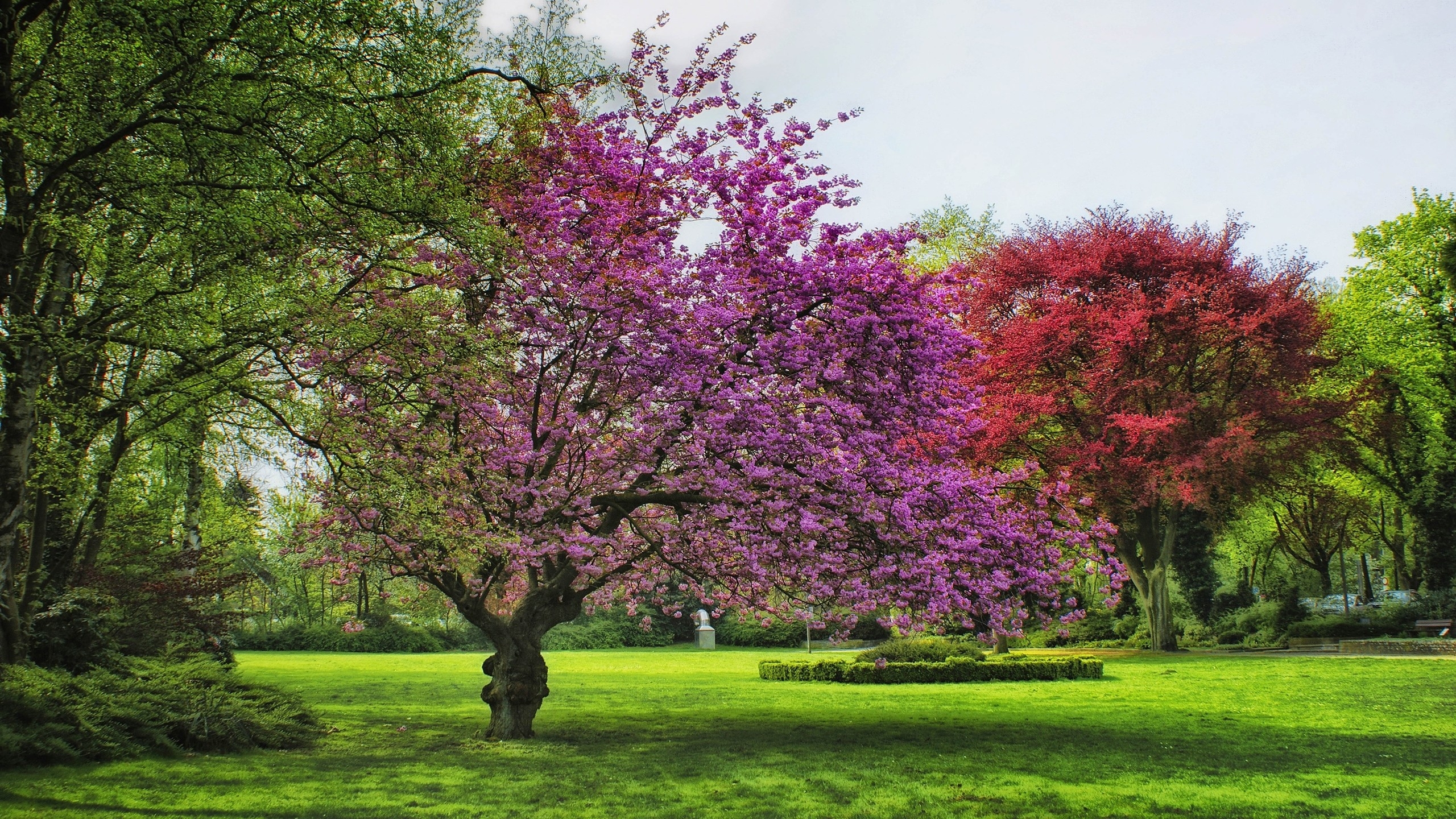 Скачать обои бесплатно Природа, Парк, Дерево, Весна, Фотографии, Цветущие картинка на рабочий стол ПК