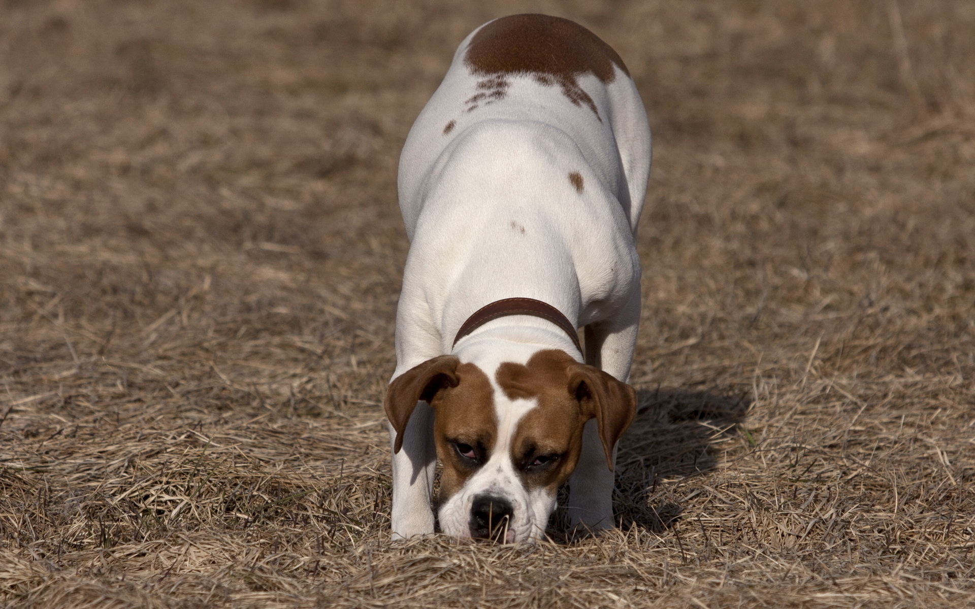 Téléchargez gratuitement l'image Animaux, Chiens, Chien sur le bureau de votre PC