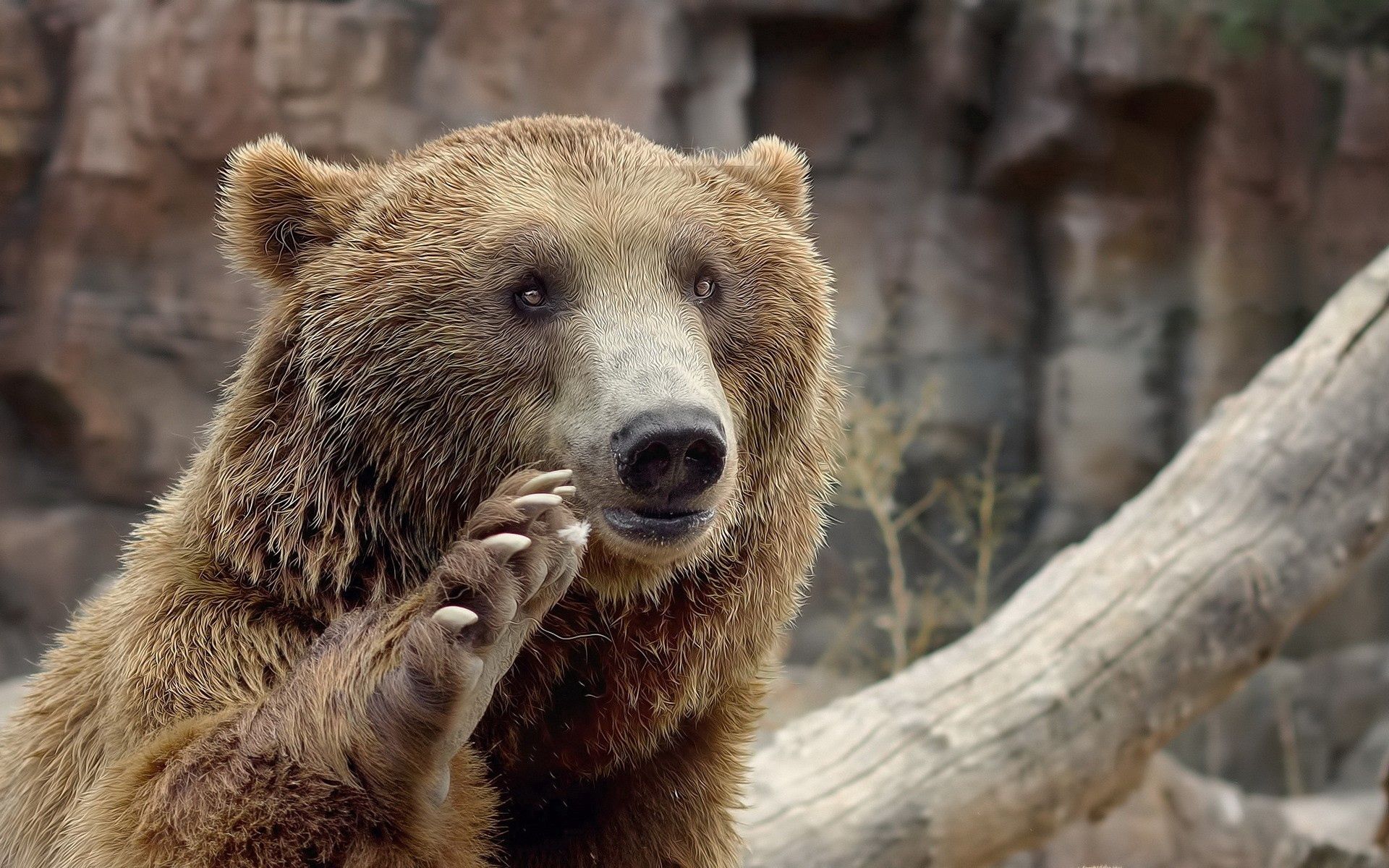 65281 скачать обои медведь, животные, морда, взгляд, жест, лапа - заставки и картинки бесплатно